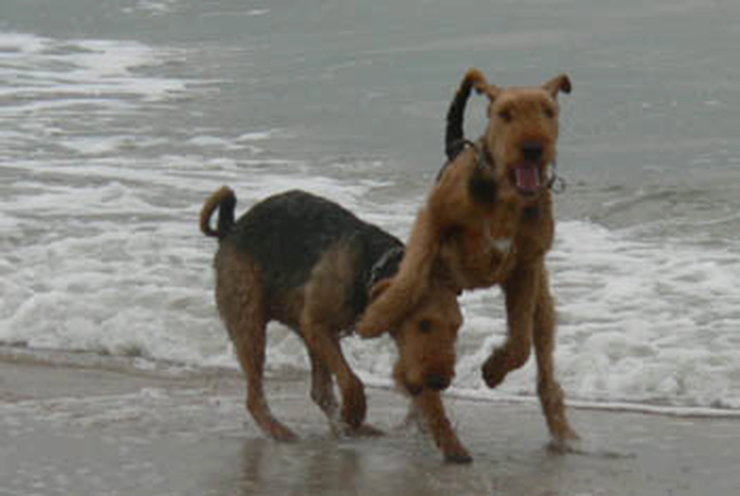 Züchter in VDH - Airedale Terrier vom Lorbas 