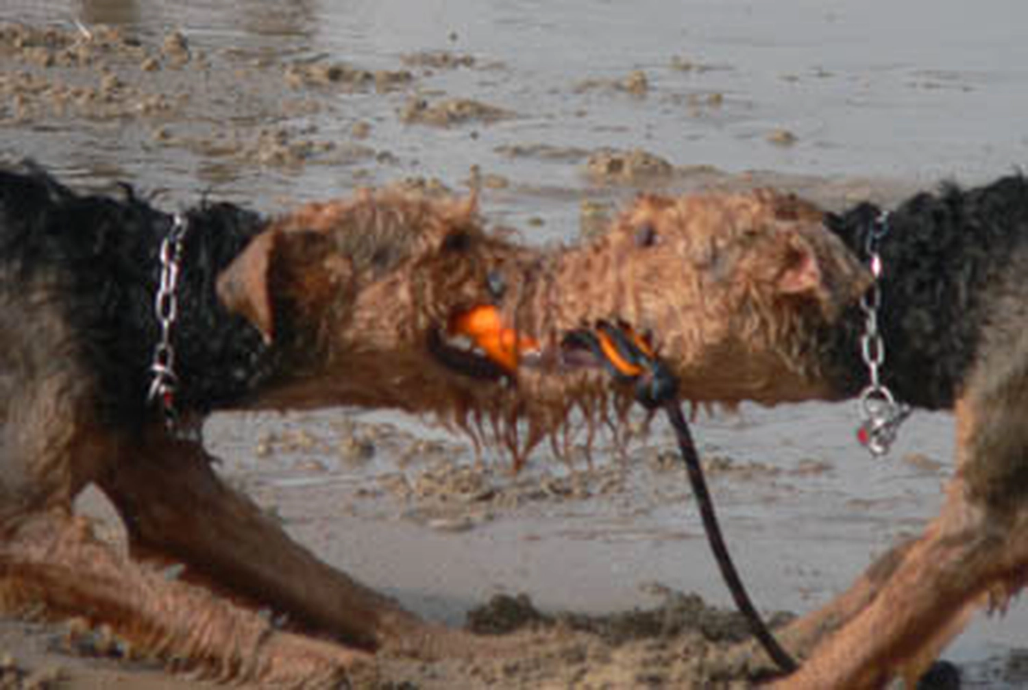 Züchter in VDH - Airedale Terrier vom Lorbas 