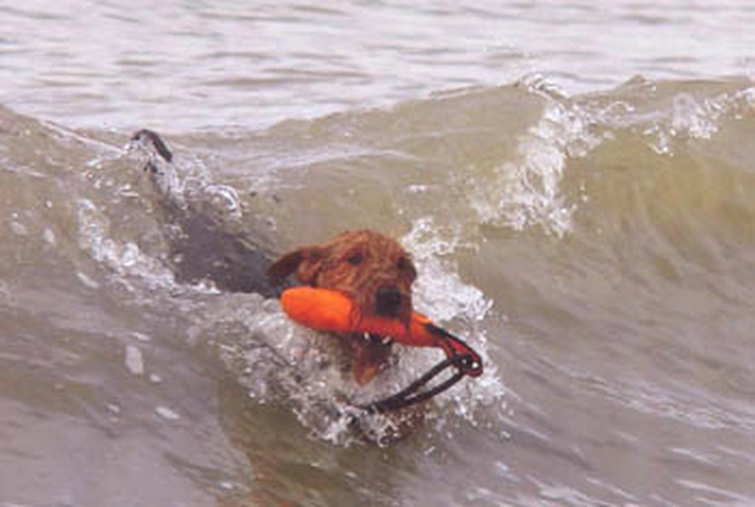 Züchter in VDH - Airedale Terrier vom Lorbas 