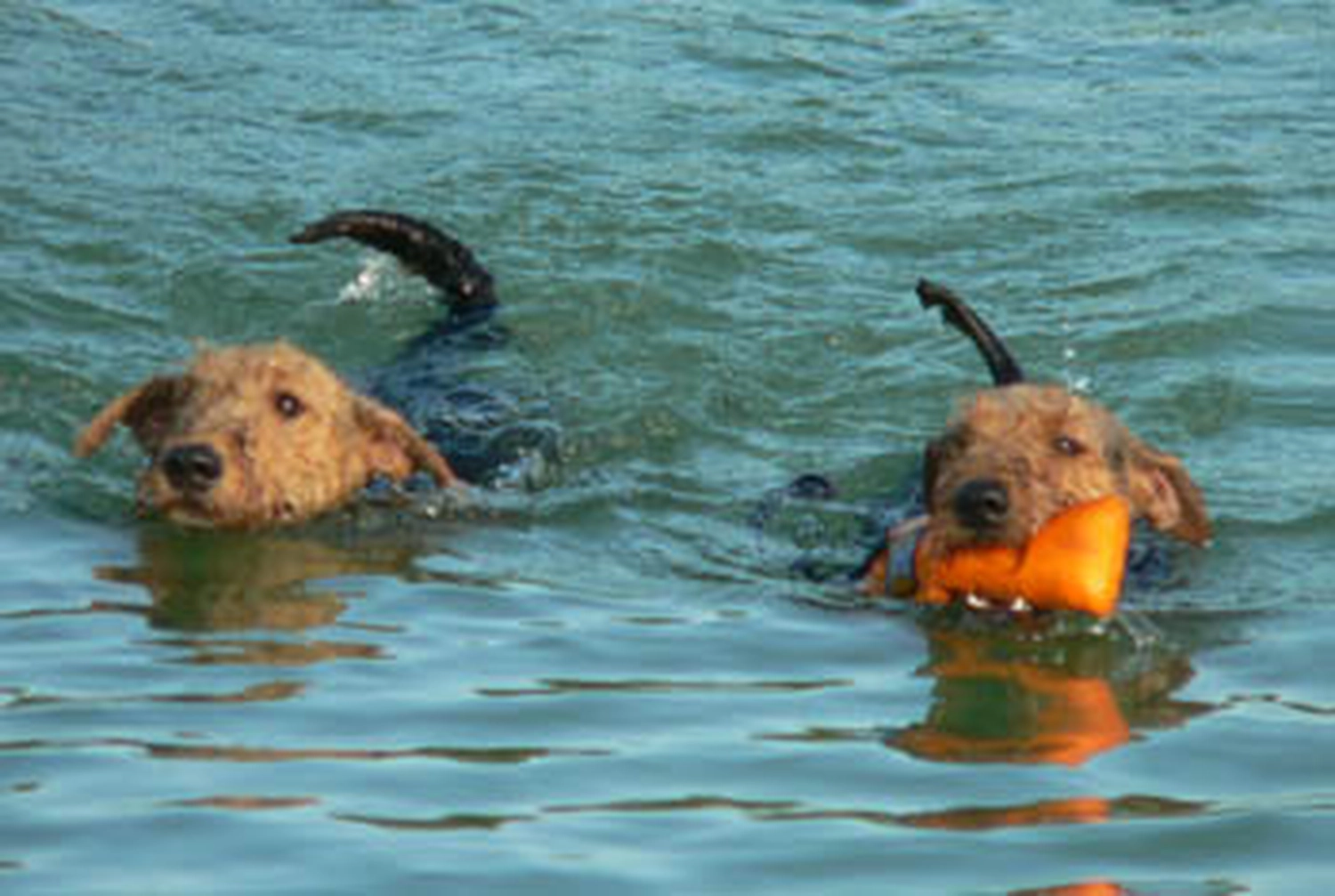 Züchter in VDH - Airedale Terrier vom Lorbas 