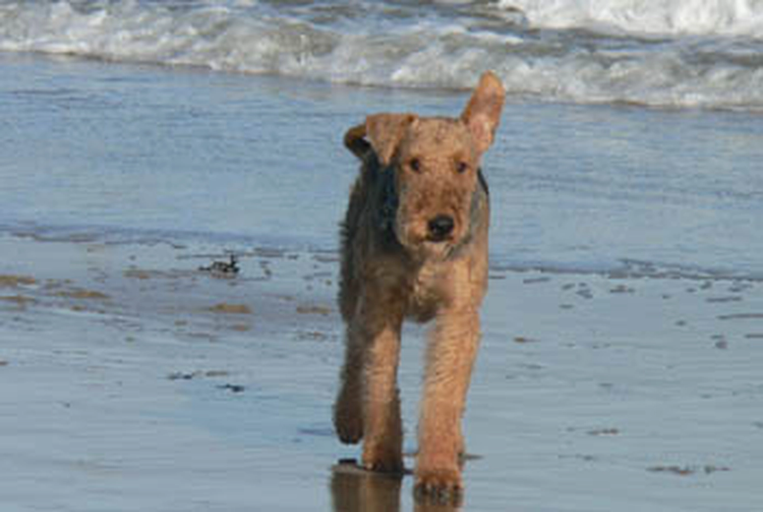 Züchter in VDH - Airedale Terrier vom Lorbas 