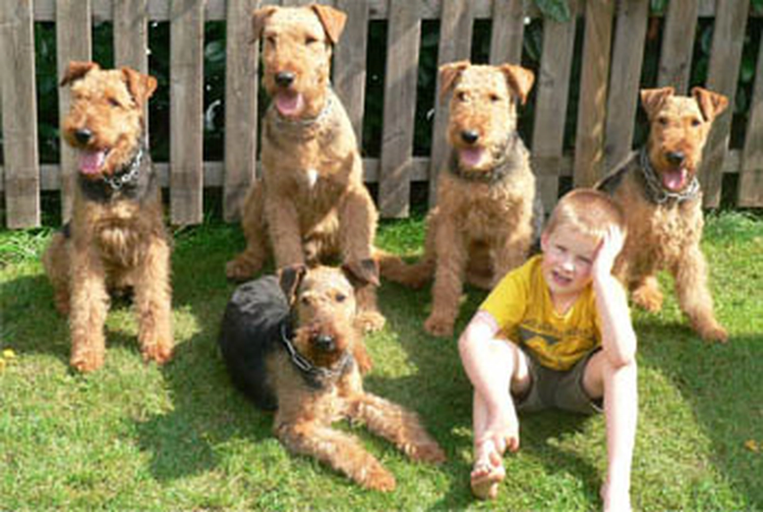 Züchter in VDH - Airedale Terrier vom Lorbas 