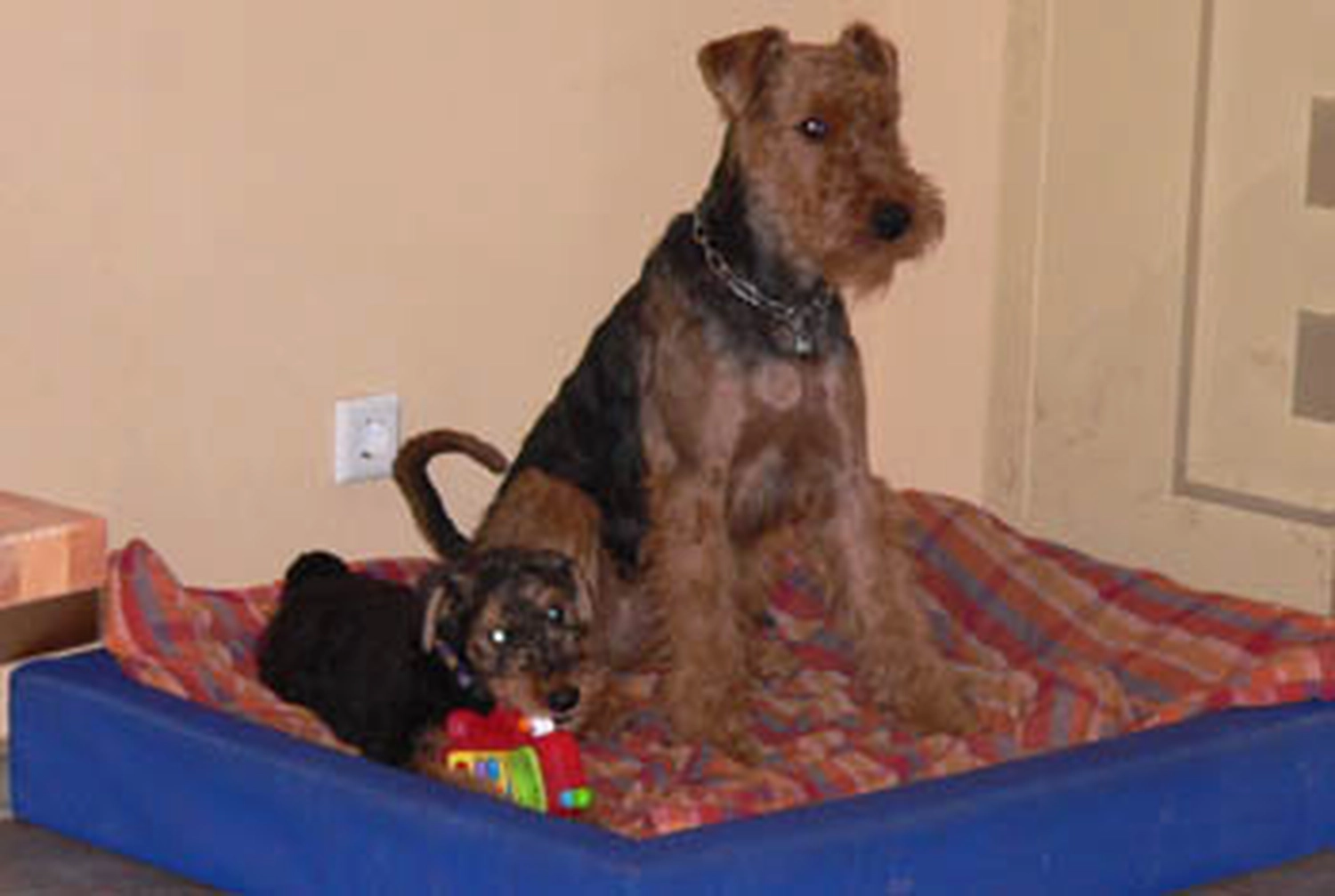 Züchter in VDH - Airedale Terrier vom Lorbas 