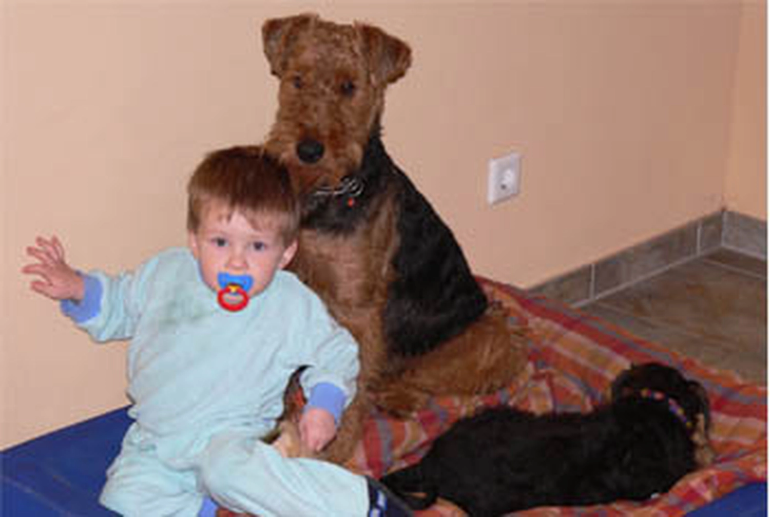 Züchter in VDH - Airedale Terrier vom Lorbas 