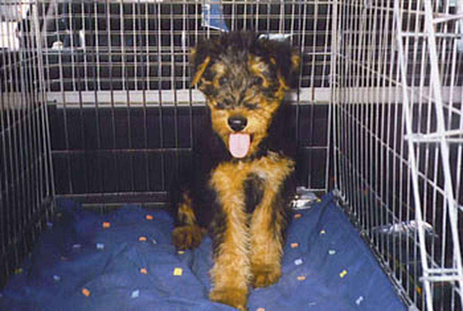 Züchter in VDH - Airedale Terrier vom Lorbas 