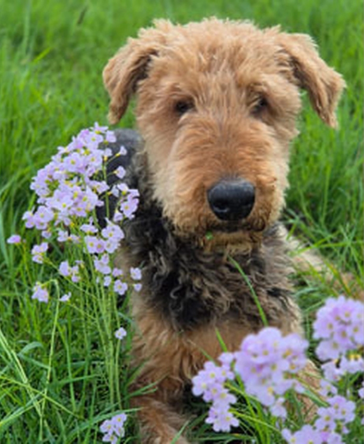 Züchter in VDH - Airedale Terrier vom Lorbas 