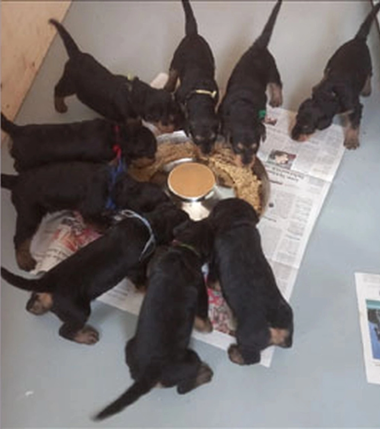 Züchter in VDH - Airedale Terrier vom Lorbas 