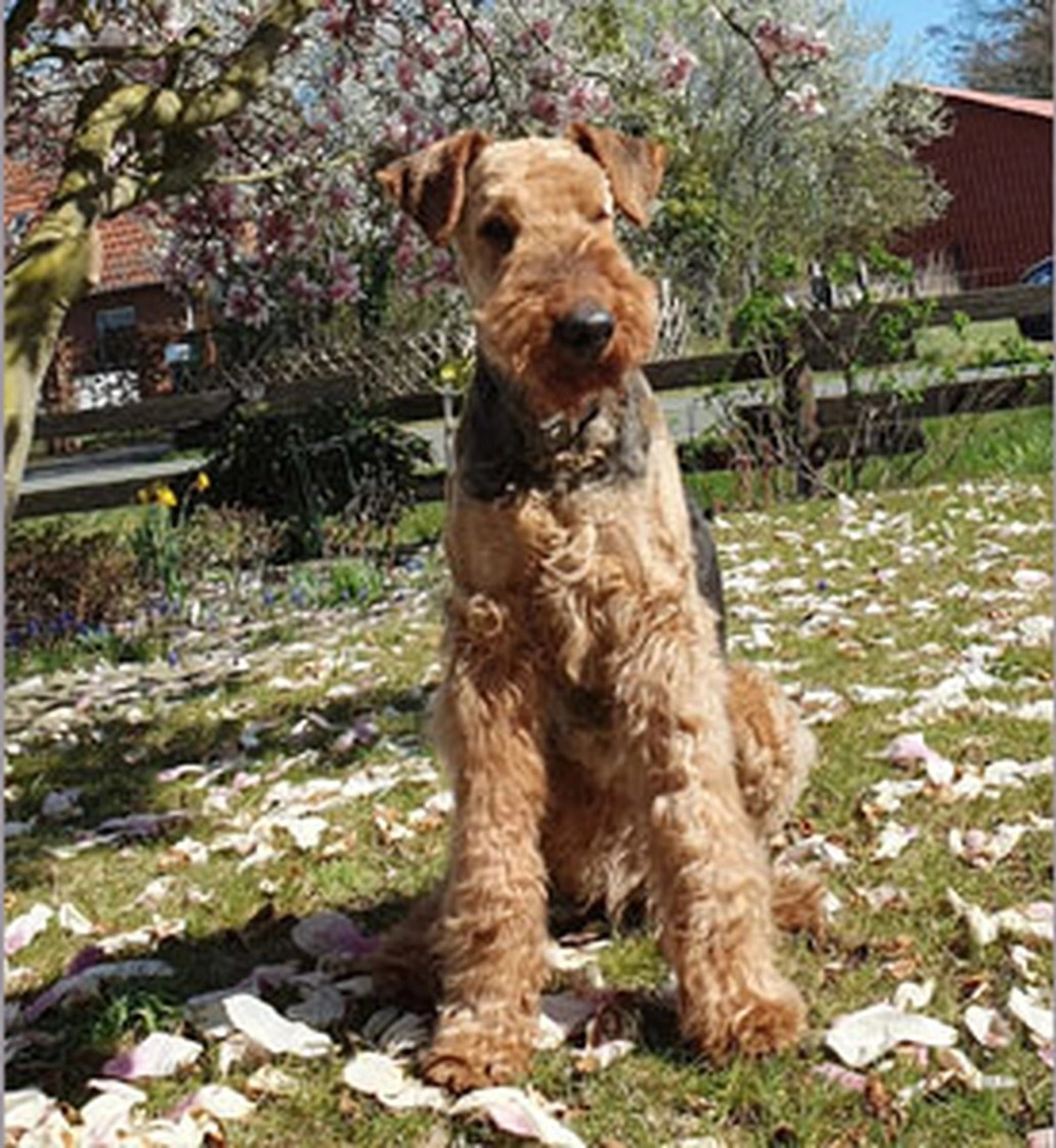 Züchter in VDH - Airedale Terrier vom Lorbas 