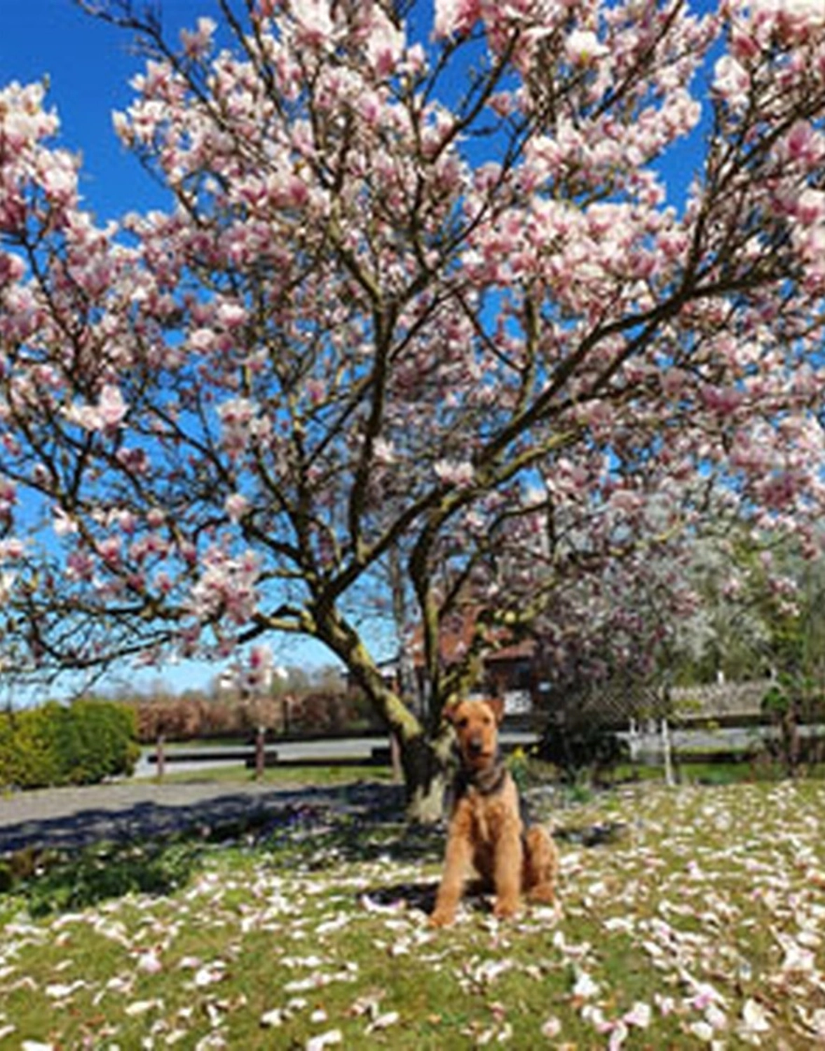 Züchter in VDH - Airedale Terrier vom Lorbas 