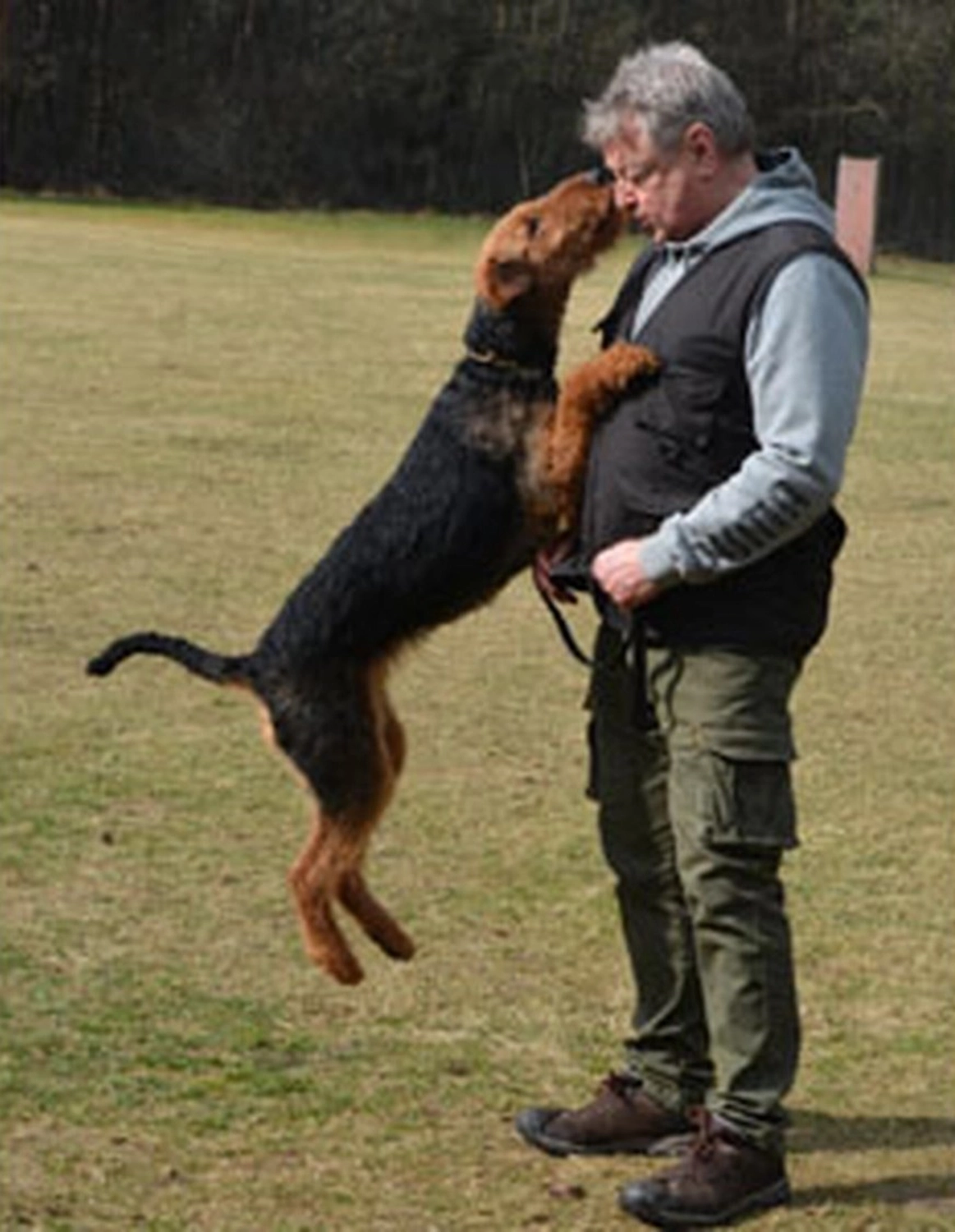 Züchter in VDH - Airedale Terrier vom Lorbas 