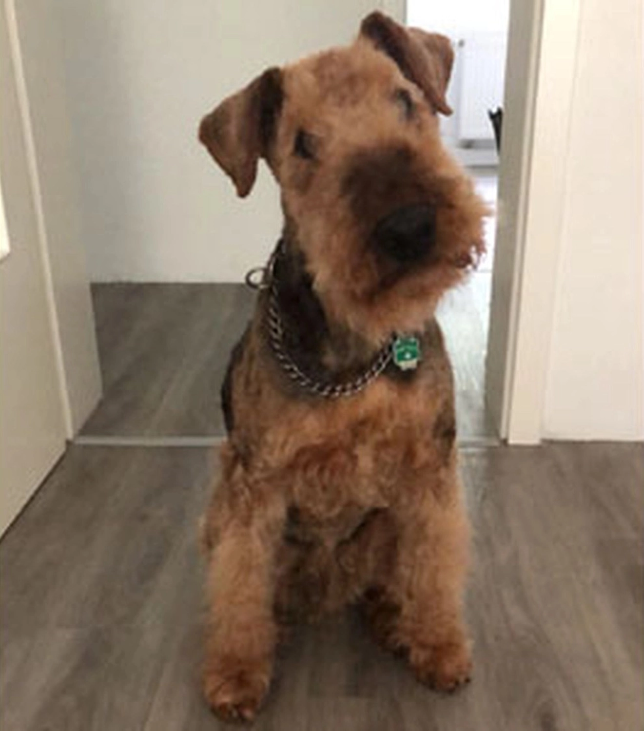Züchter in VDH - Airedale Terrier vom Lorbas 