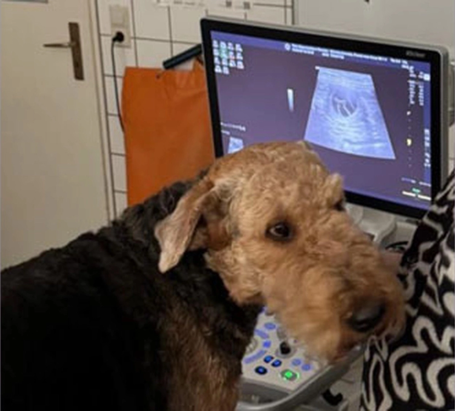 Züchter in VDH - Airedale Terrier vom Lorbas 
