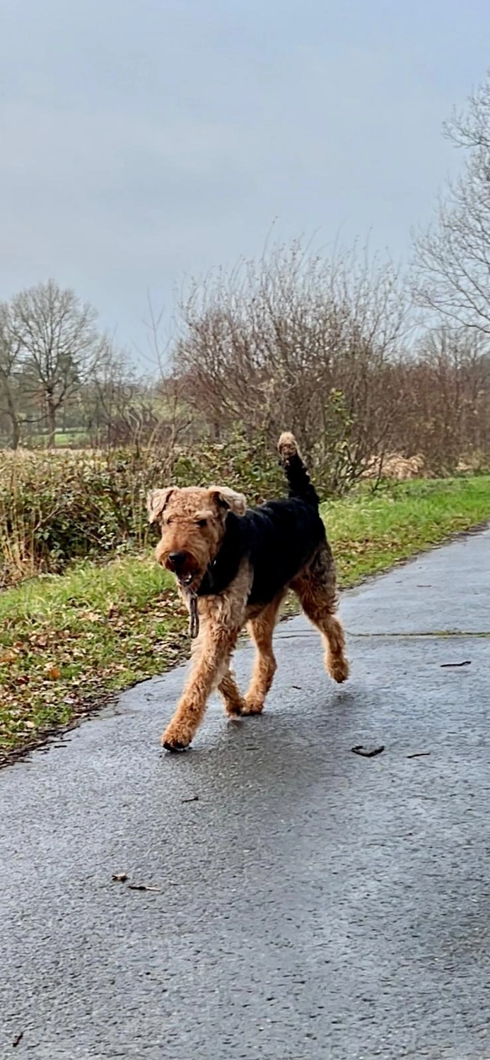 Züchter in VDH - Airedale Terrier vom Lorbas - Erik