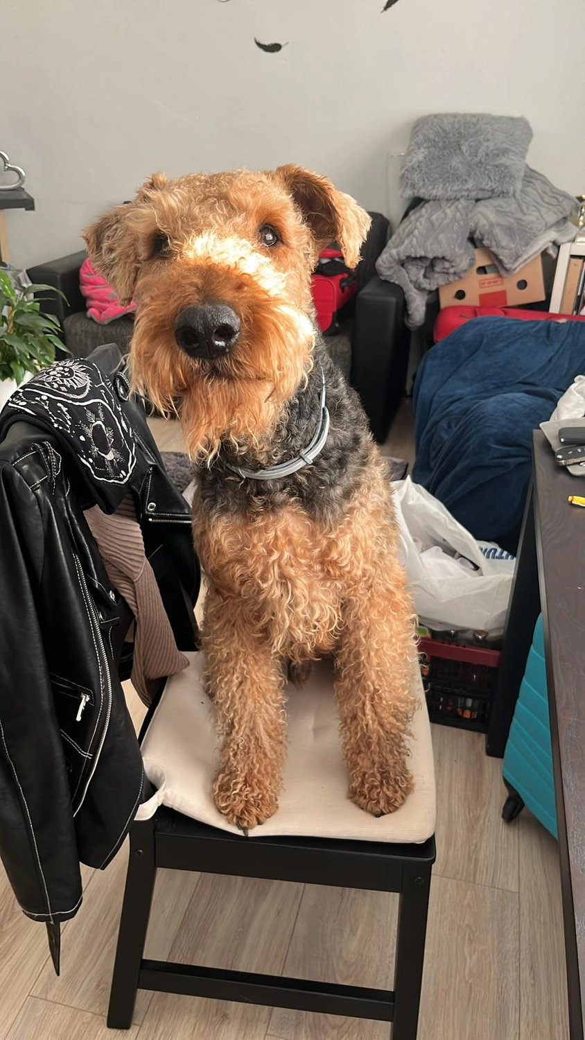 Züchter in VDH - Airedale Terrier vom Lorbas - Eragon