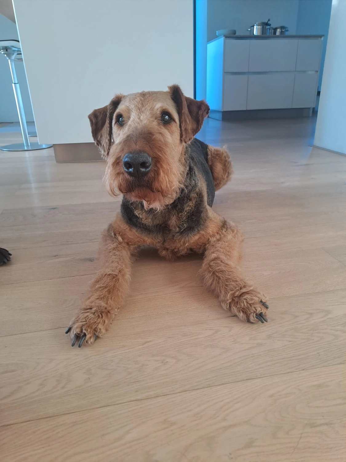 Züchter in VDH - Airedale Terrier vom Lorbas - Eska