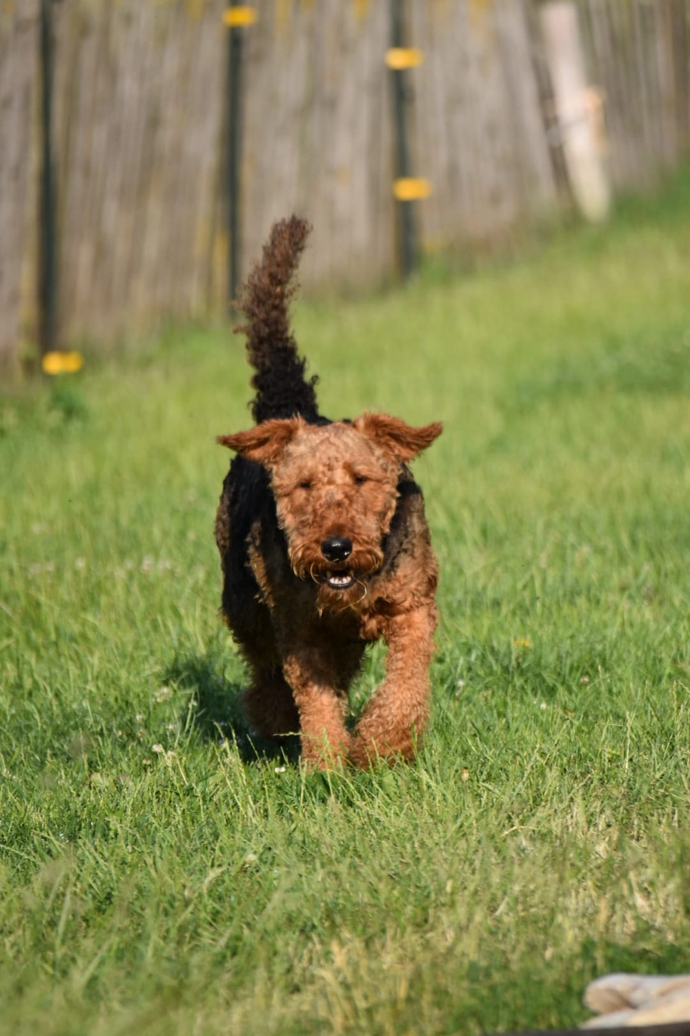 Züchter in VDH - Airedale Terrier vom Lorbas - Enya