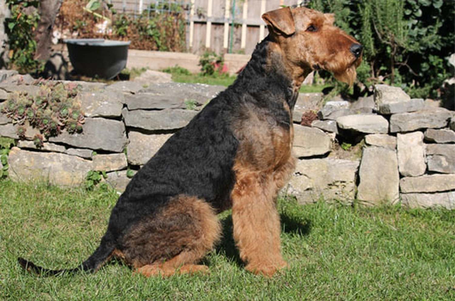 Züchter in VDH - Airedale Terrier vom Lorbas