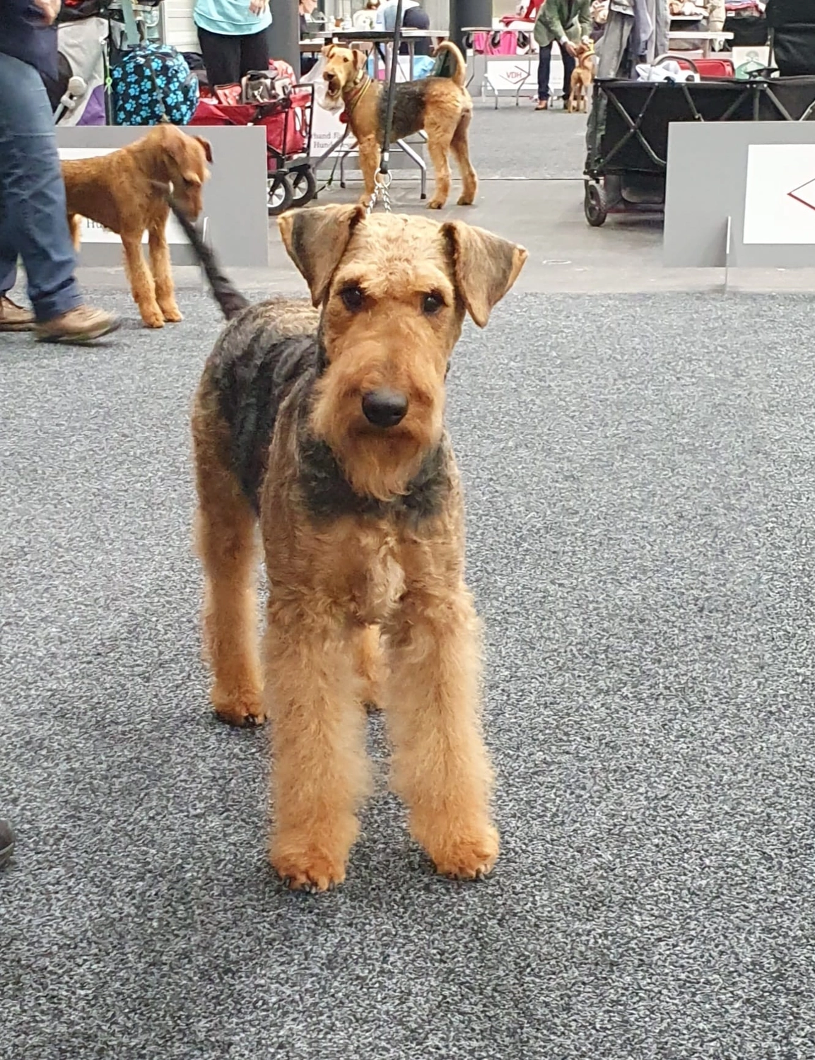 Züchter in VDH - Airedale Terrier vom Lorbas - Katniss vom Lorbas