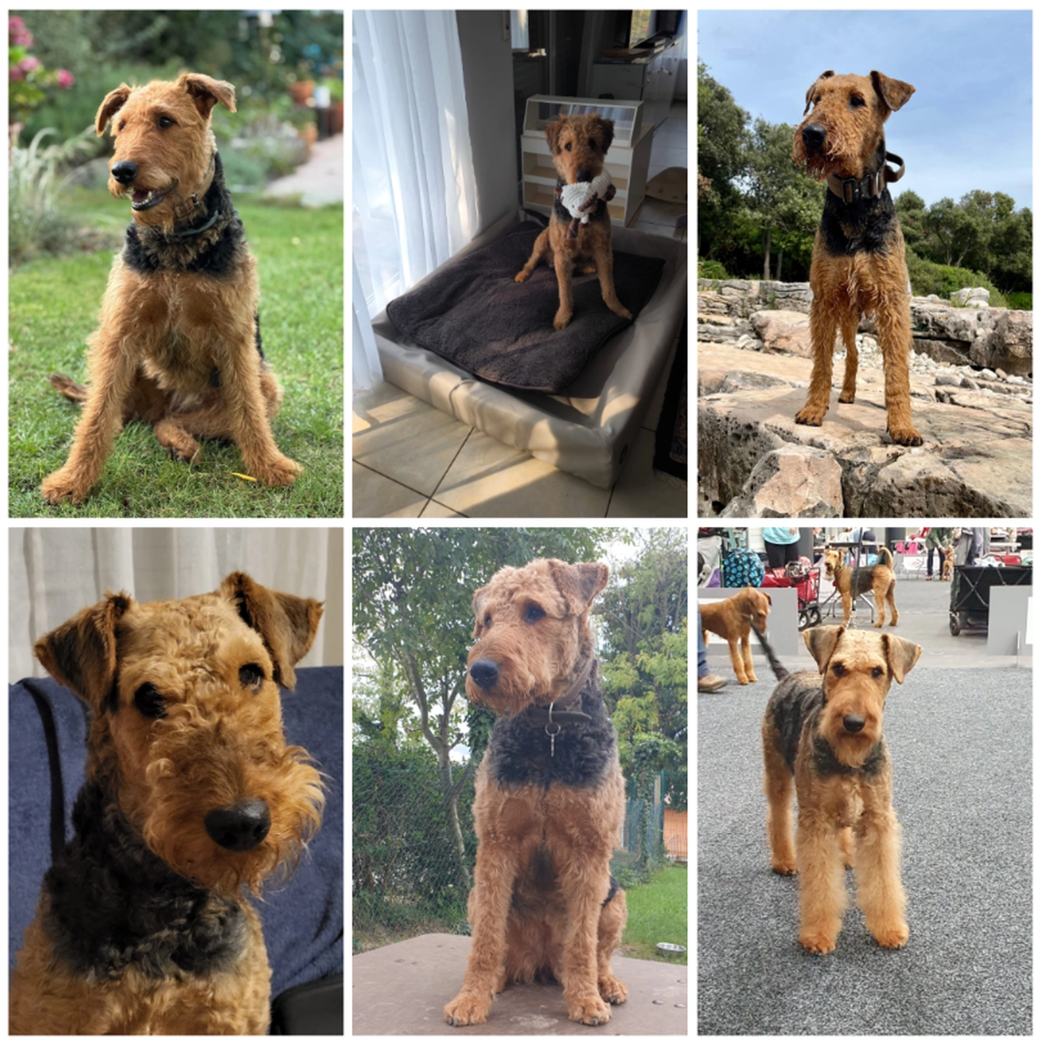 Züchter in VDH - Airedale Terrier vom Lorbas 