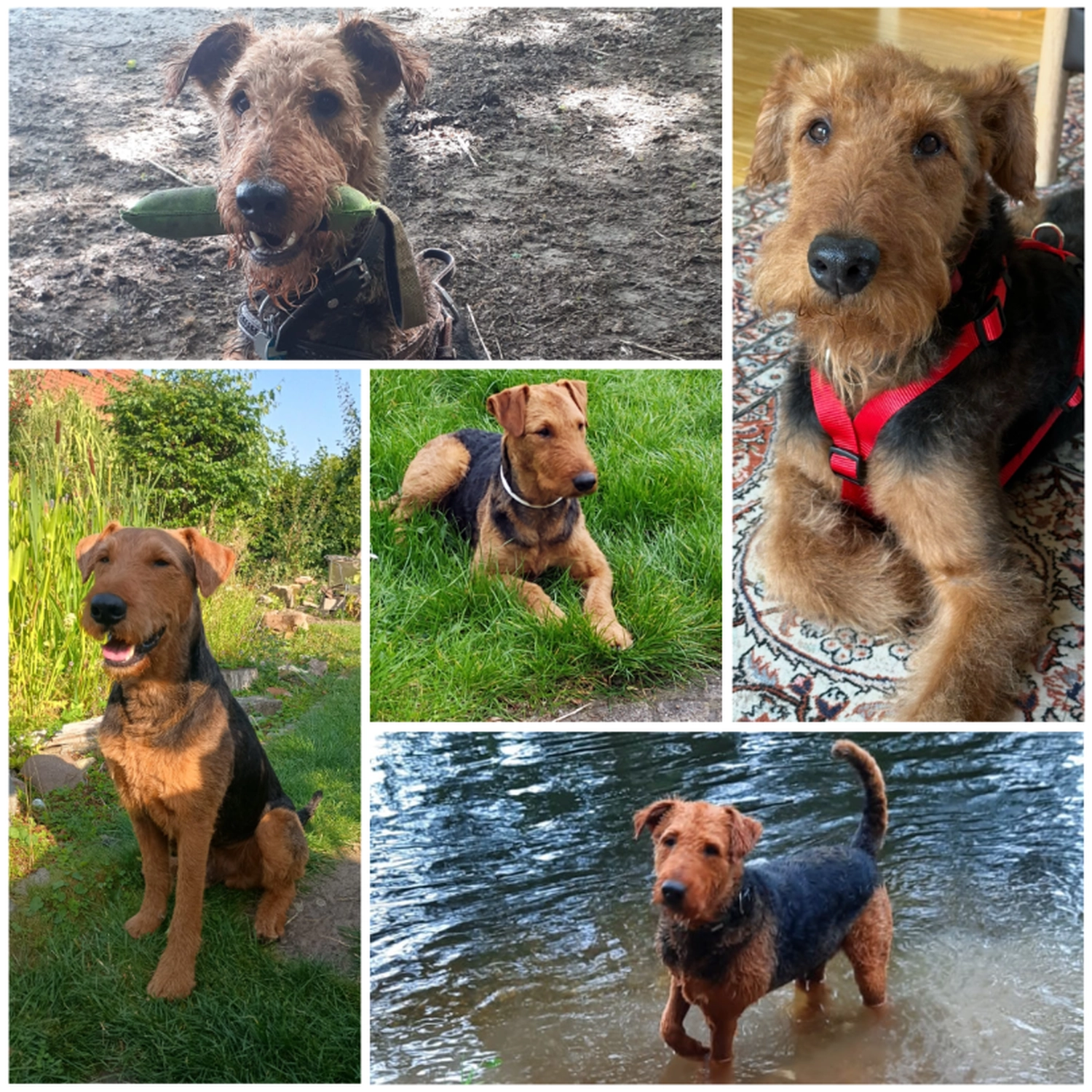 Züchter in VDH - Airedale Terrier vom Lorbas 