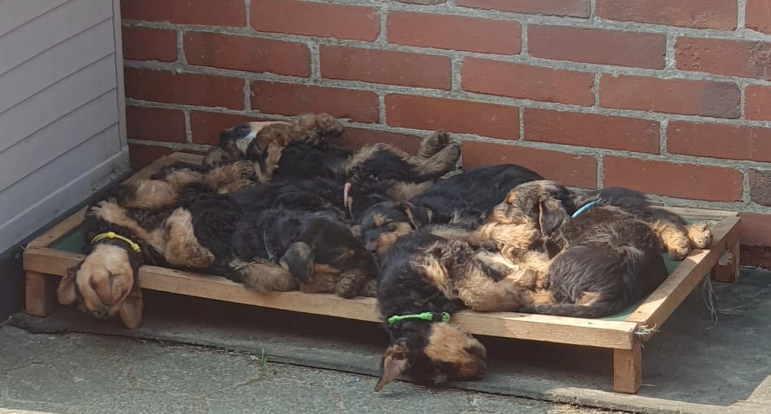 Züchter in VDH - Airedale Terrier vom Lorbas - M- Wurf  