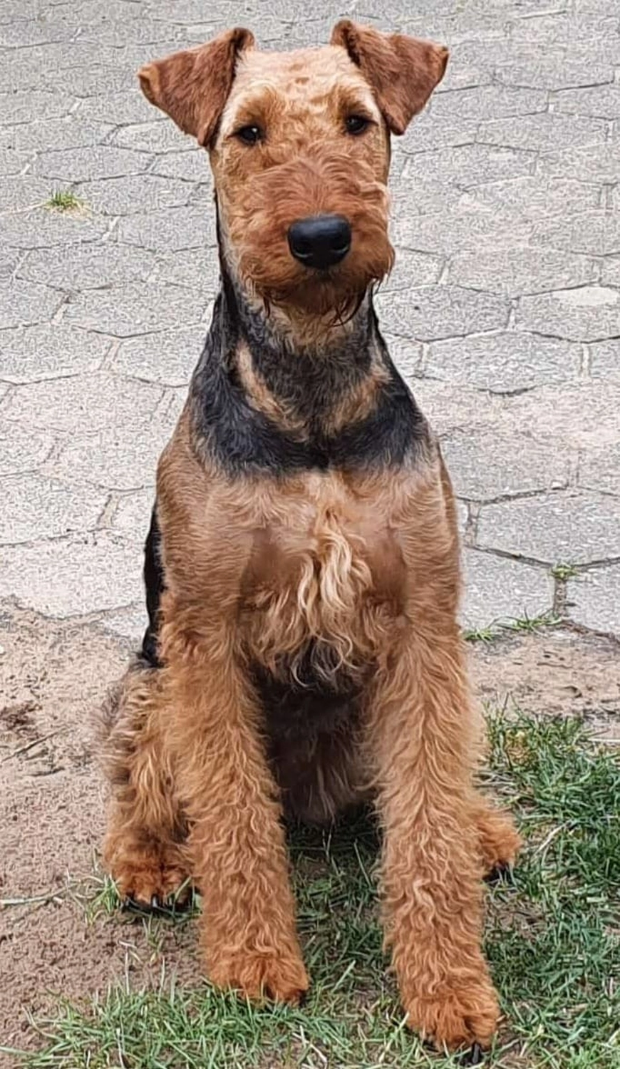 Züchter in VDH - Airedale Terrier vom Lorbas - Jamila vom Lorbas