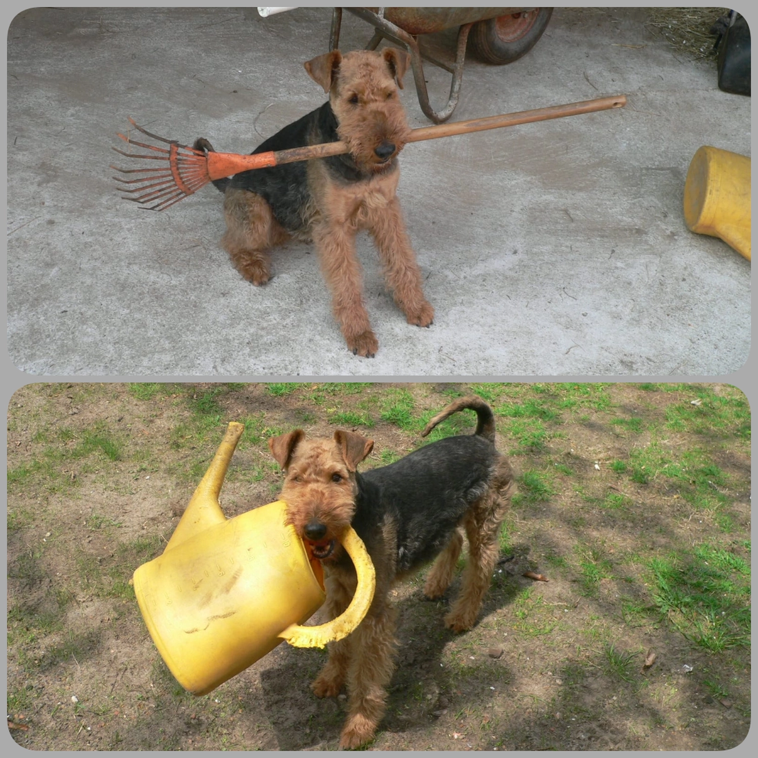 Züchter in VDH - Airedale Terrier vom Lorbas - Hunde halten Besen und Eimer