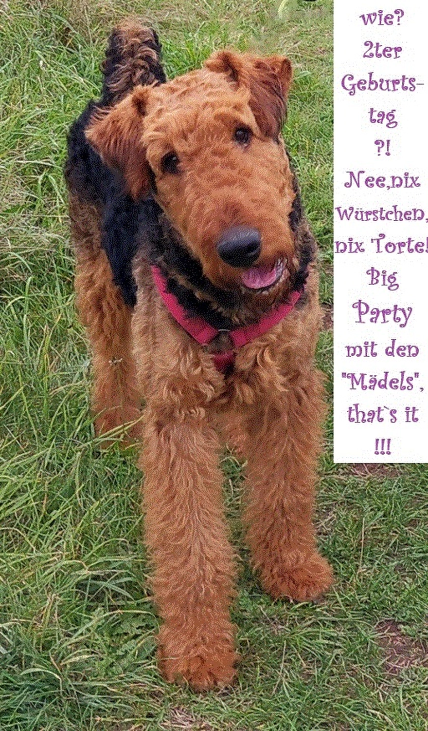 Züchter in VDH - Airedale Terrier vom Lorbas - Leif (Levi)