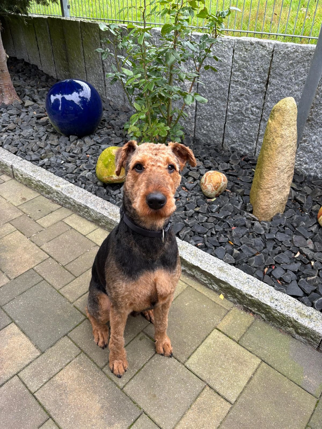 Züchter in VDH - Airedale Terrier vom Lorbas - Lasse