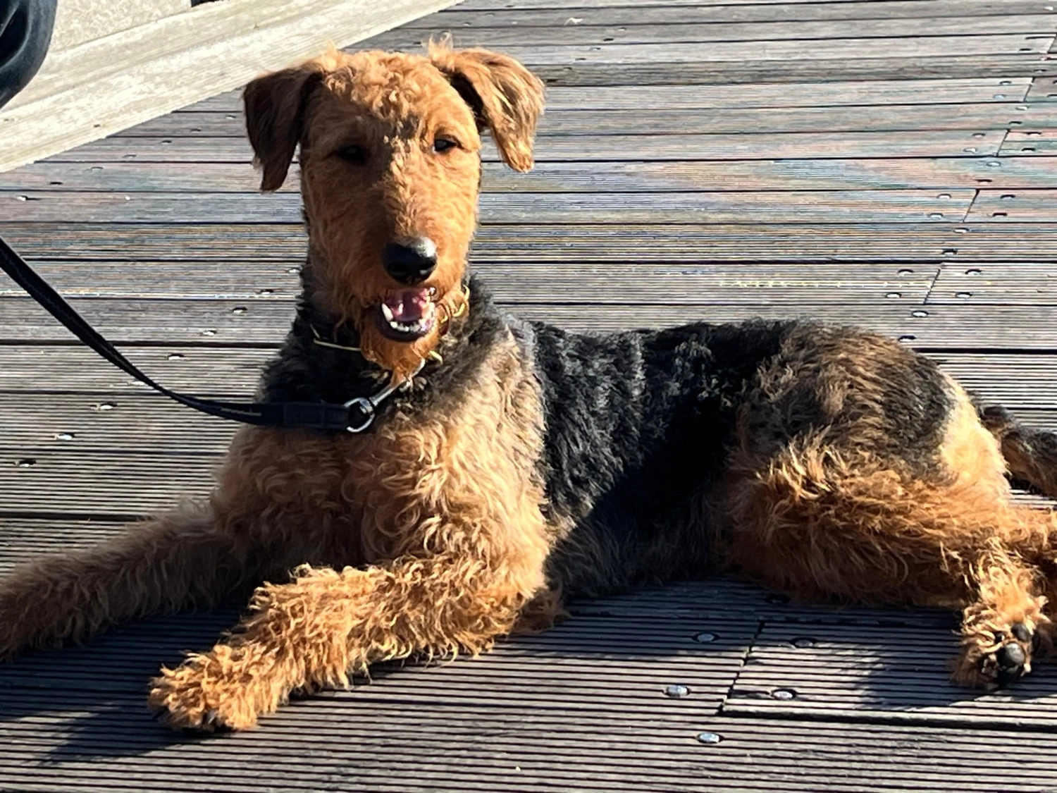 Züchter in VDH - Airedale Terrier vom Lorbas - Lana Grossa