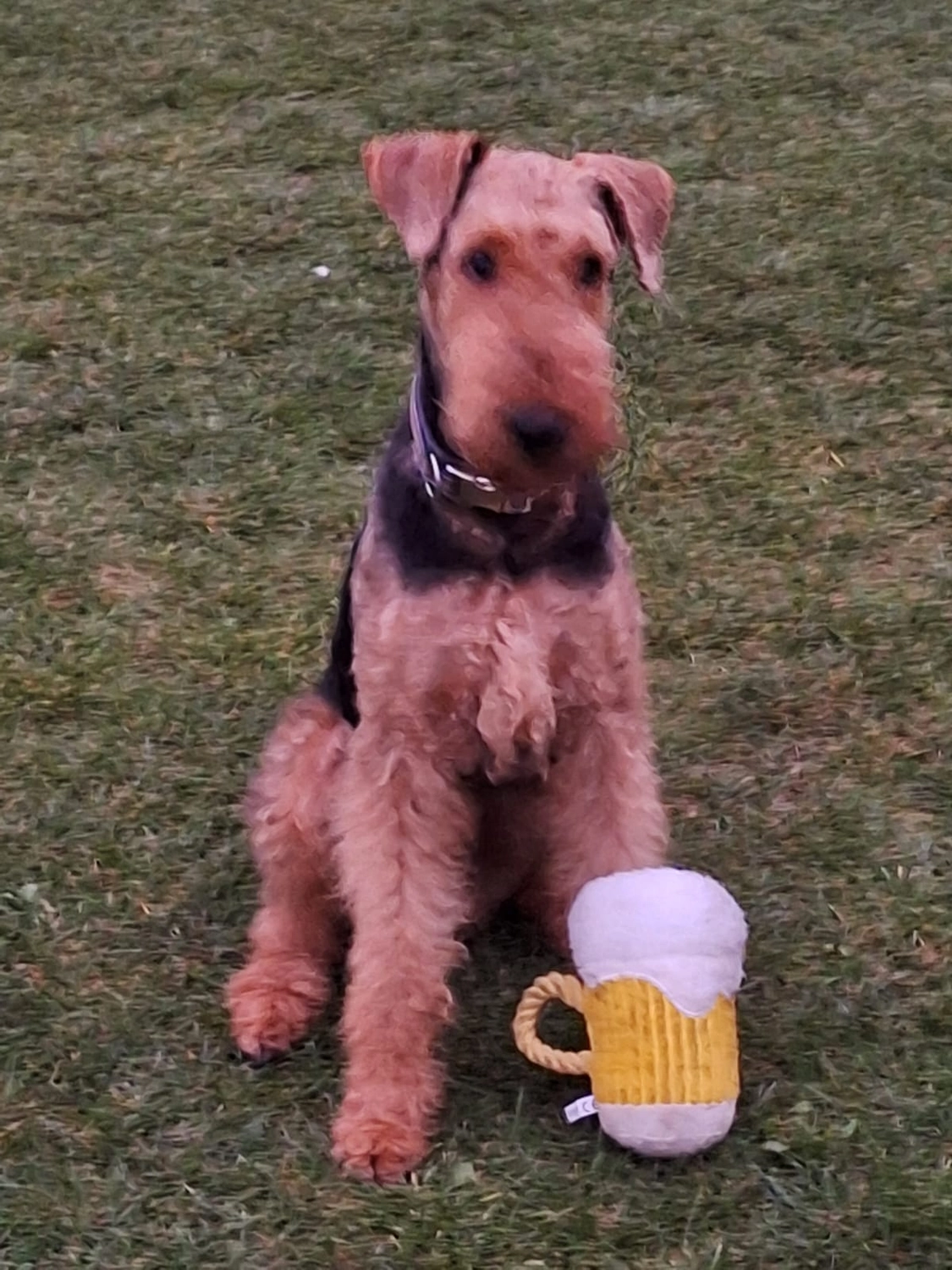 Züchter in VDH - Airedale Terrier vom Lorbas - Lejf