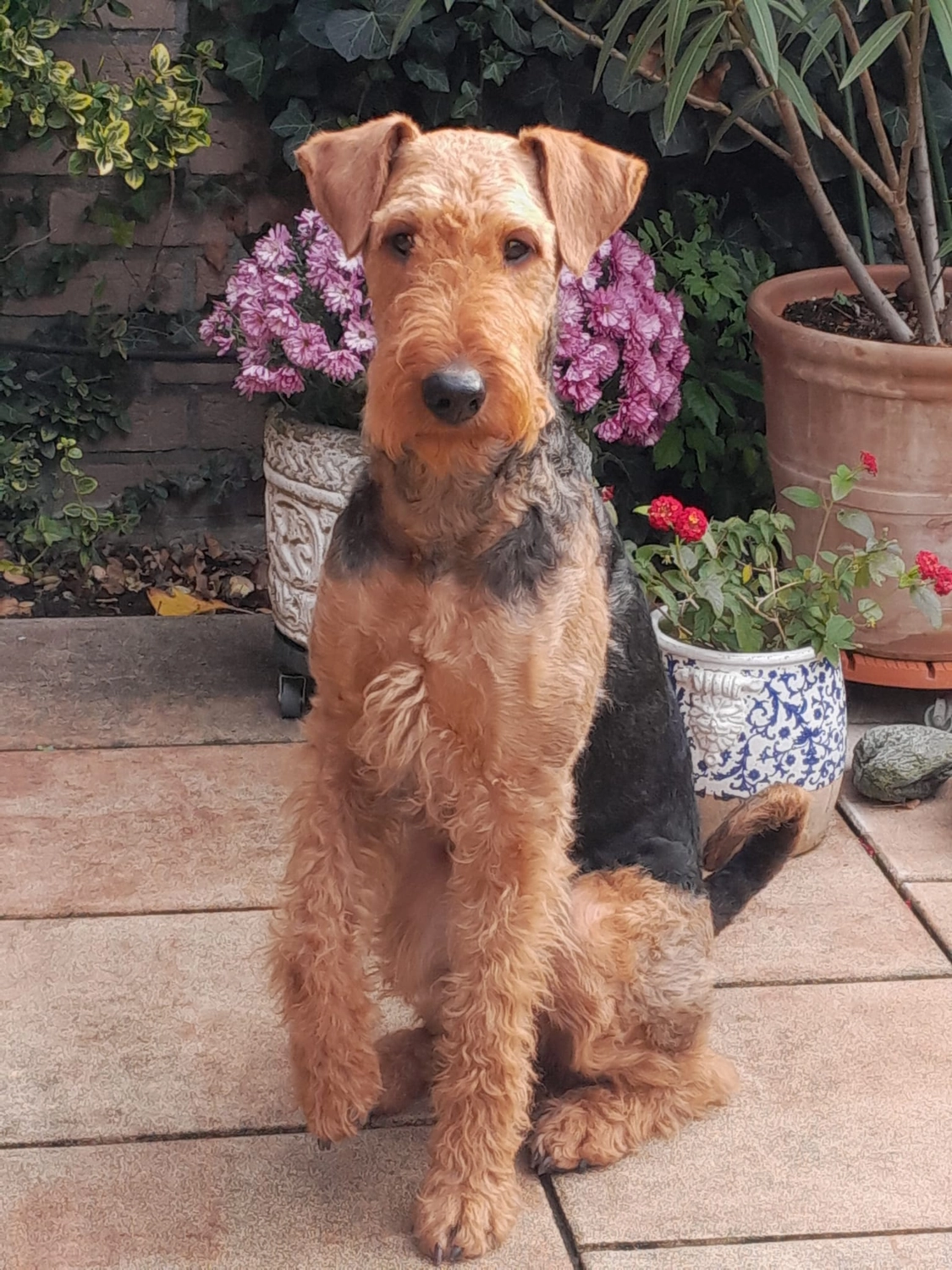 Züchter in VDH - Airedale Terrier vom Lorbas - Lütte Jora