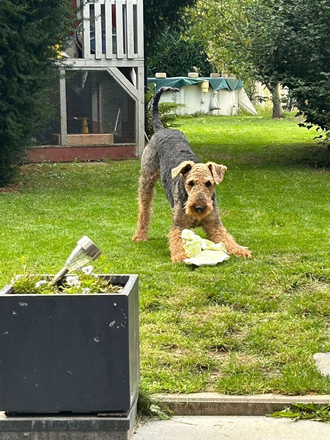 Züchter in VDH - Airedale Terrier vom Lorbas - Lino