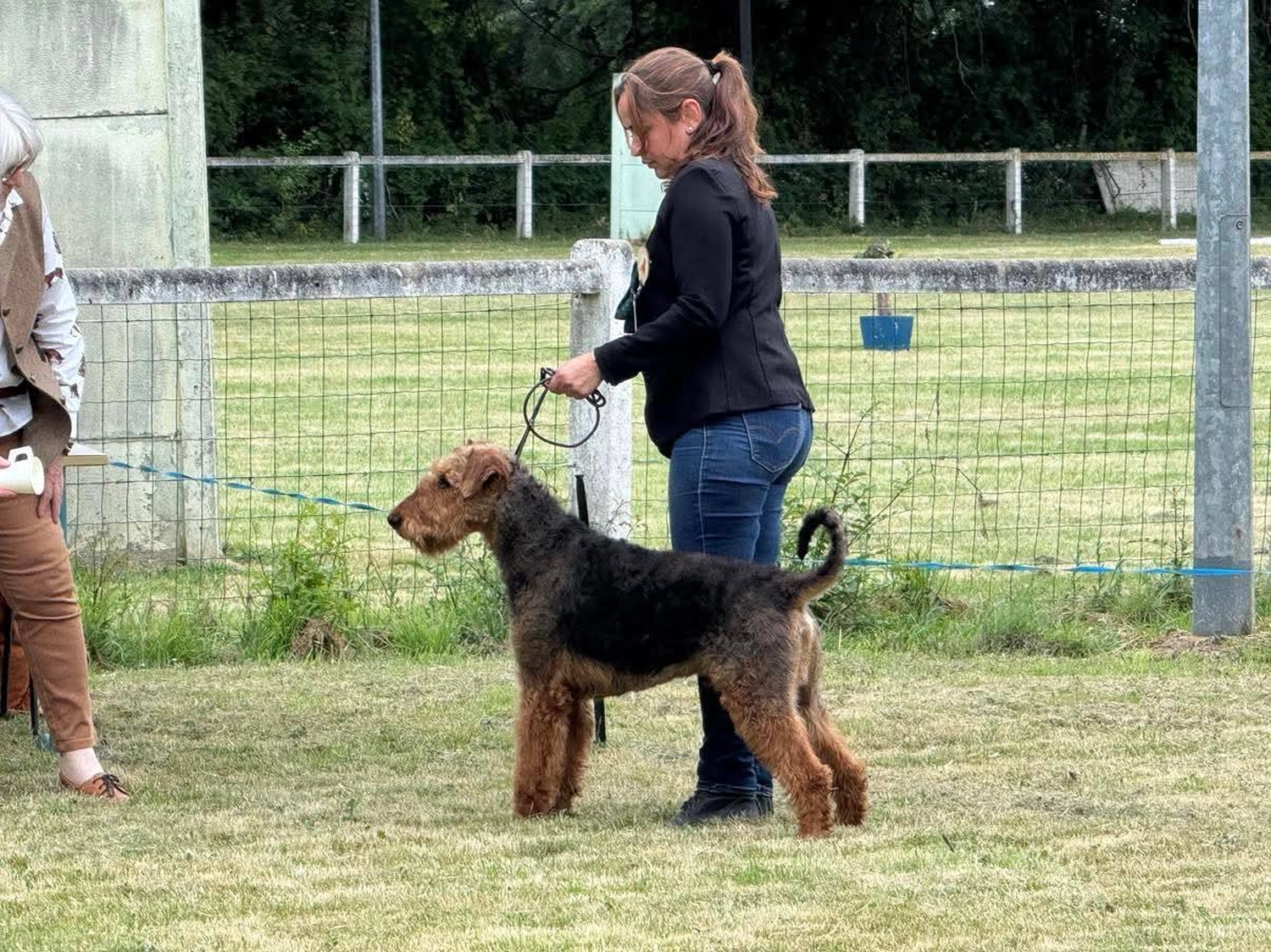 Züchter in VDH - Airedale Terrier vom Lorbas - Lenny