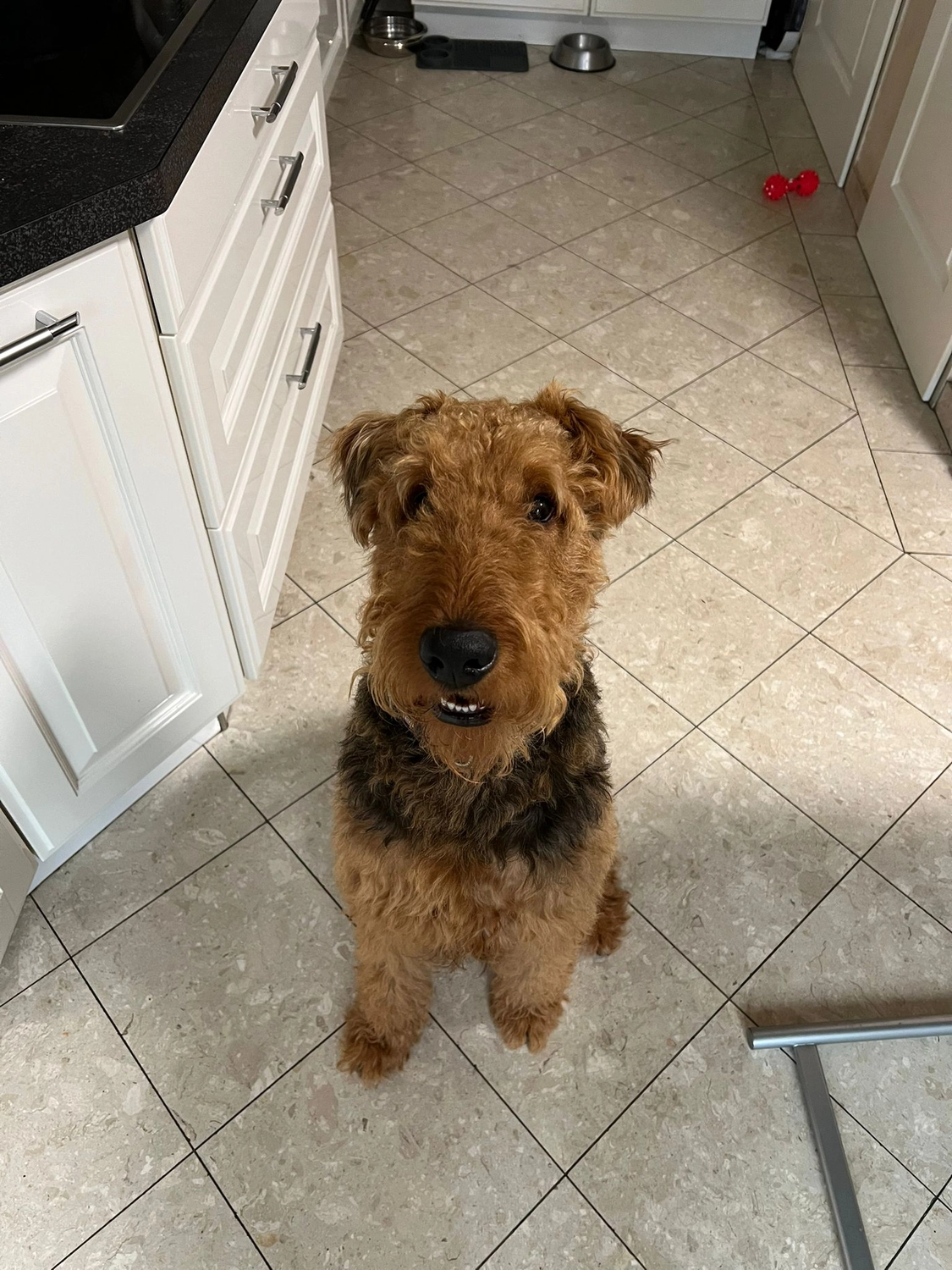 Züchter in VDH - Airedale Terrier vom Lorbas - Leo Nidas