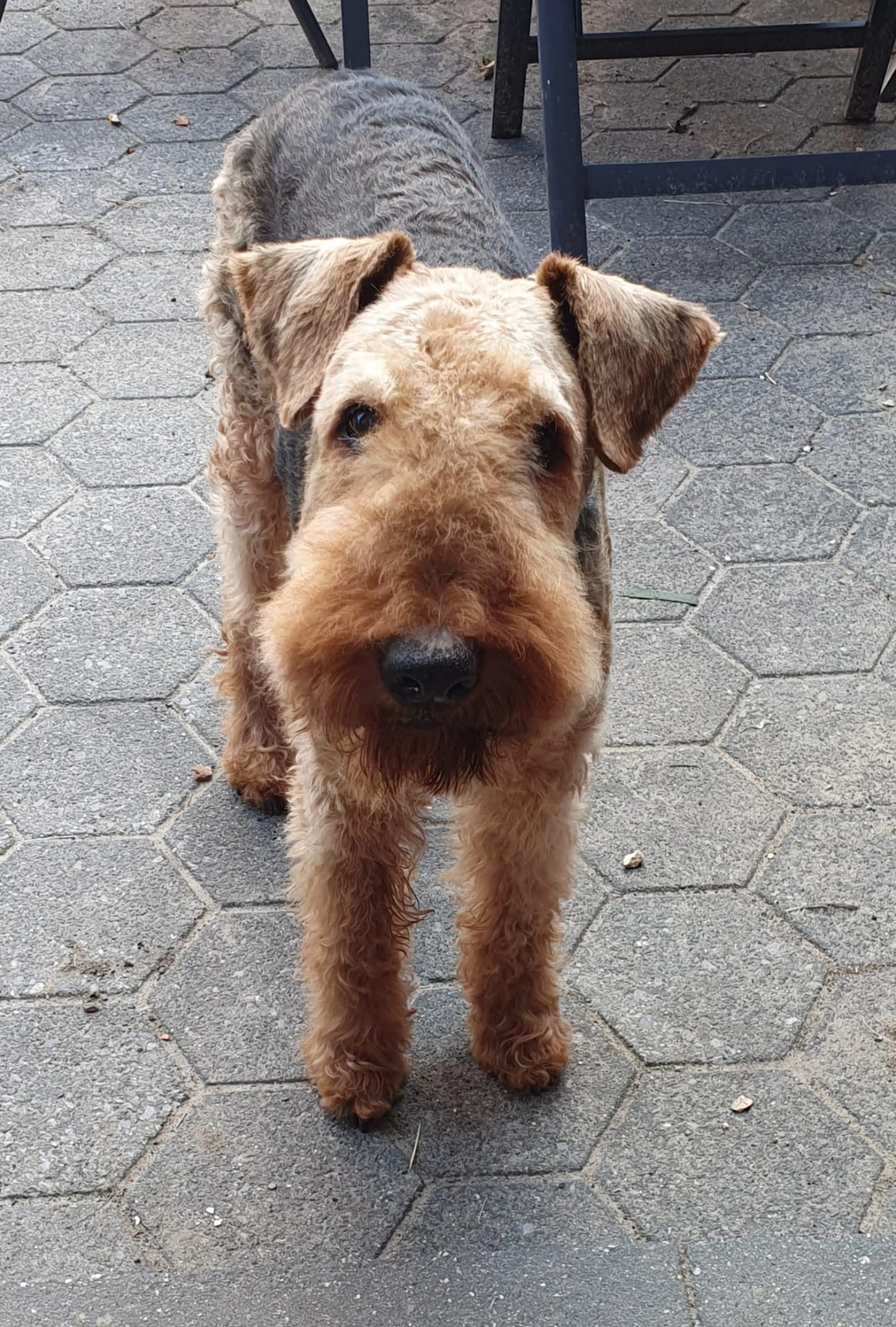 Züchter in VDH - Airedale Terrier vom Lorbas 