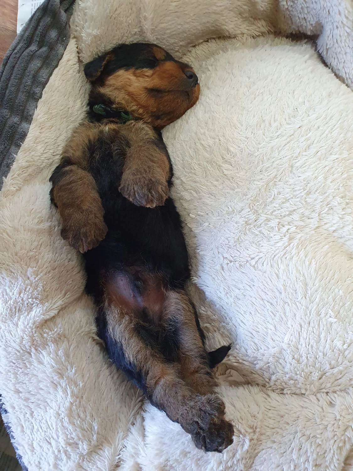 Züchter in VDH - Airedale Terrier vom Lorbas 