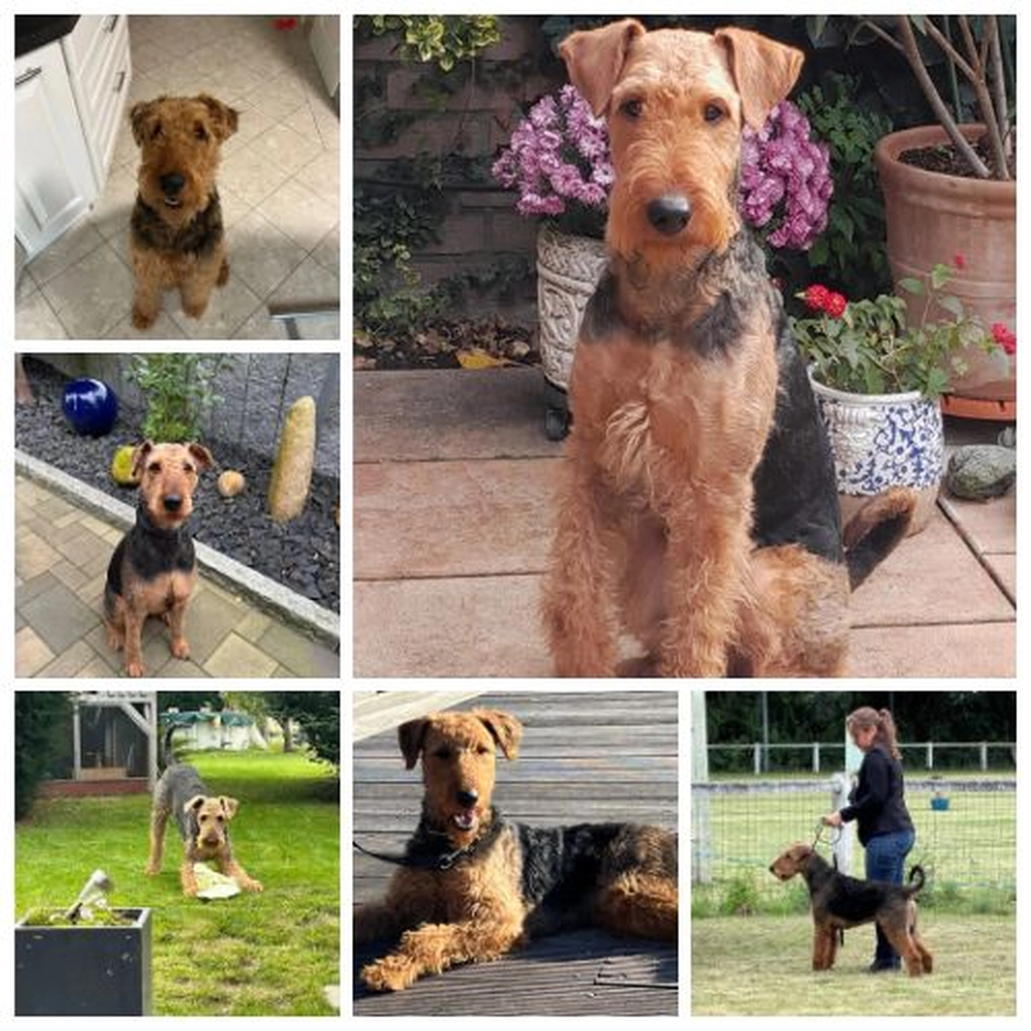 Züchter in VDH - Airedale Terrier vom Lorbas 