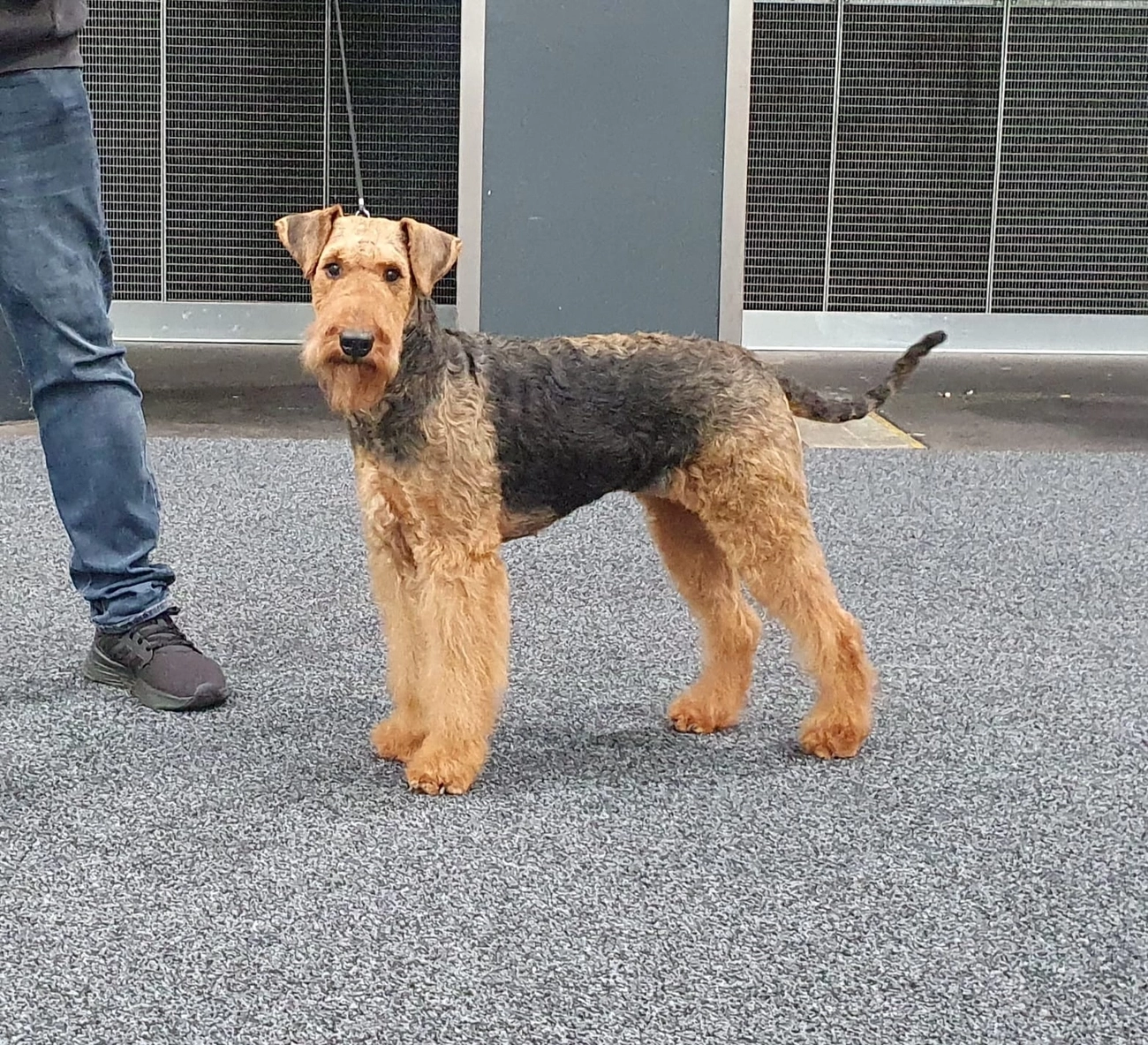 Züchter in VDH - Airedale Terrier vom Lorbas 