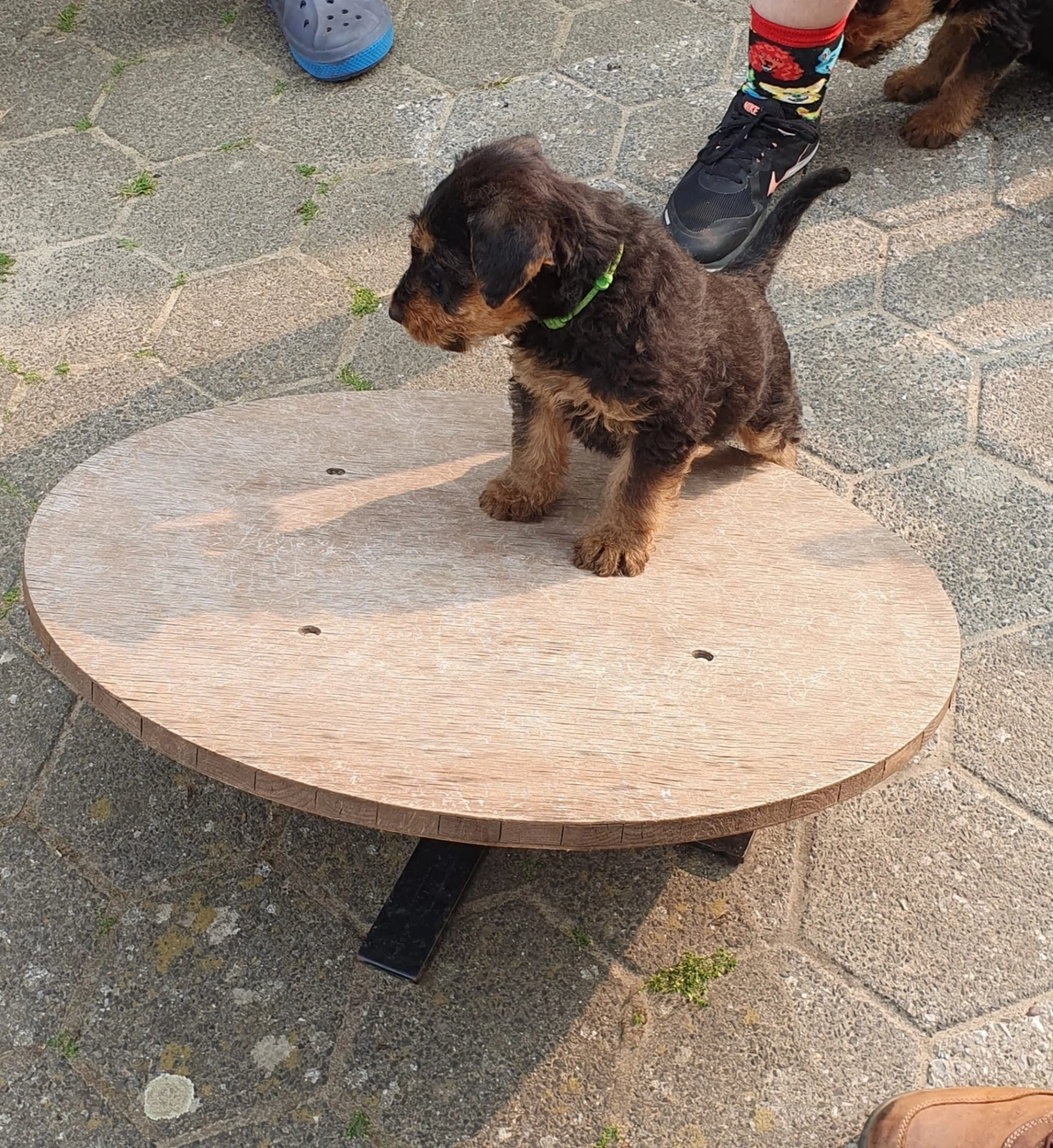 Züchter in VDH - Airedale Terrier vom Lorbas 