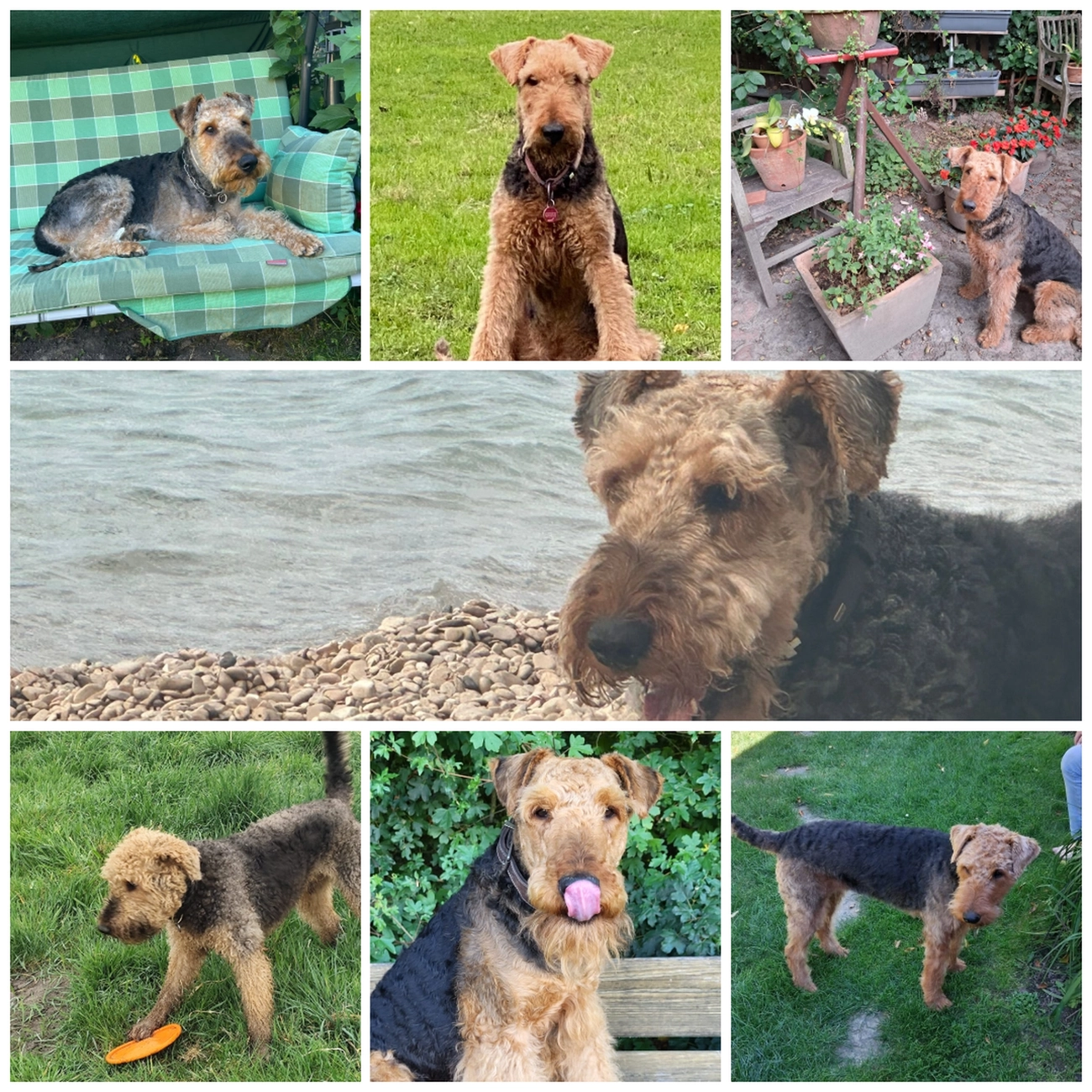 Züchter in VDH - Airedale Terrier vom Lorbas 