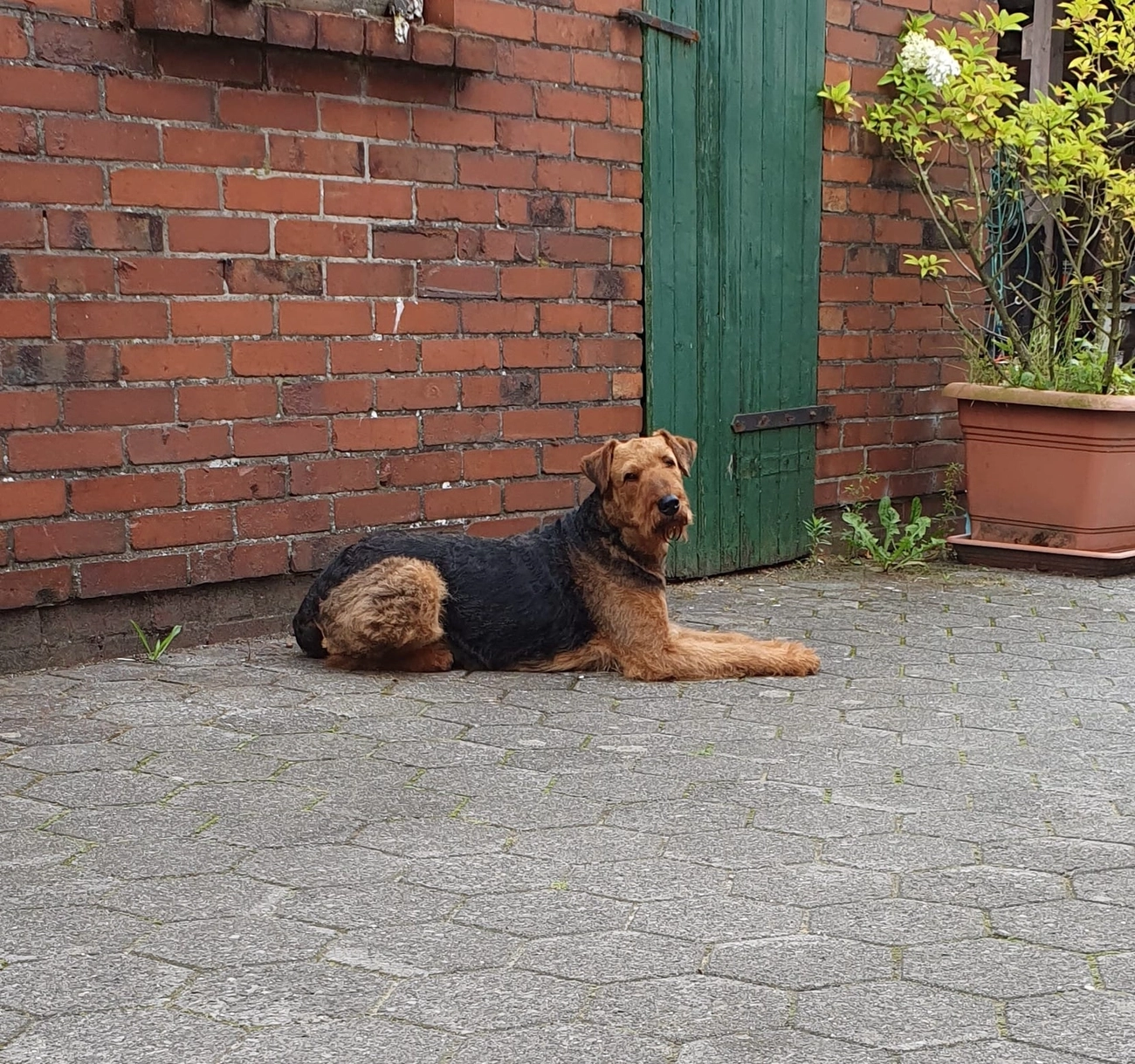 Züchter in VDH - Airedale Terrier vom Lorbas - Eldar
