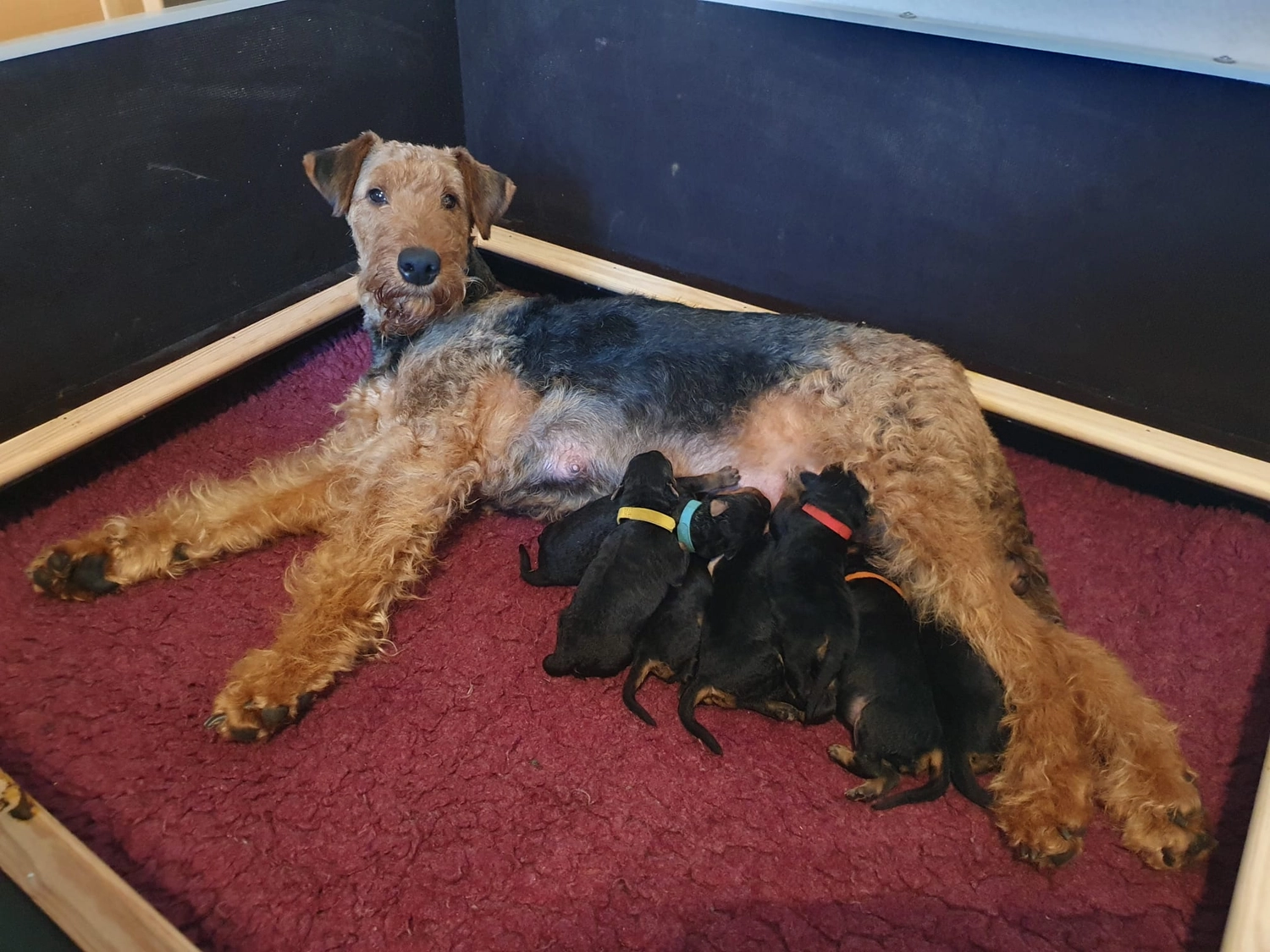 Züchter in VDH - Airedale Terrier vom Lorbas 