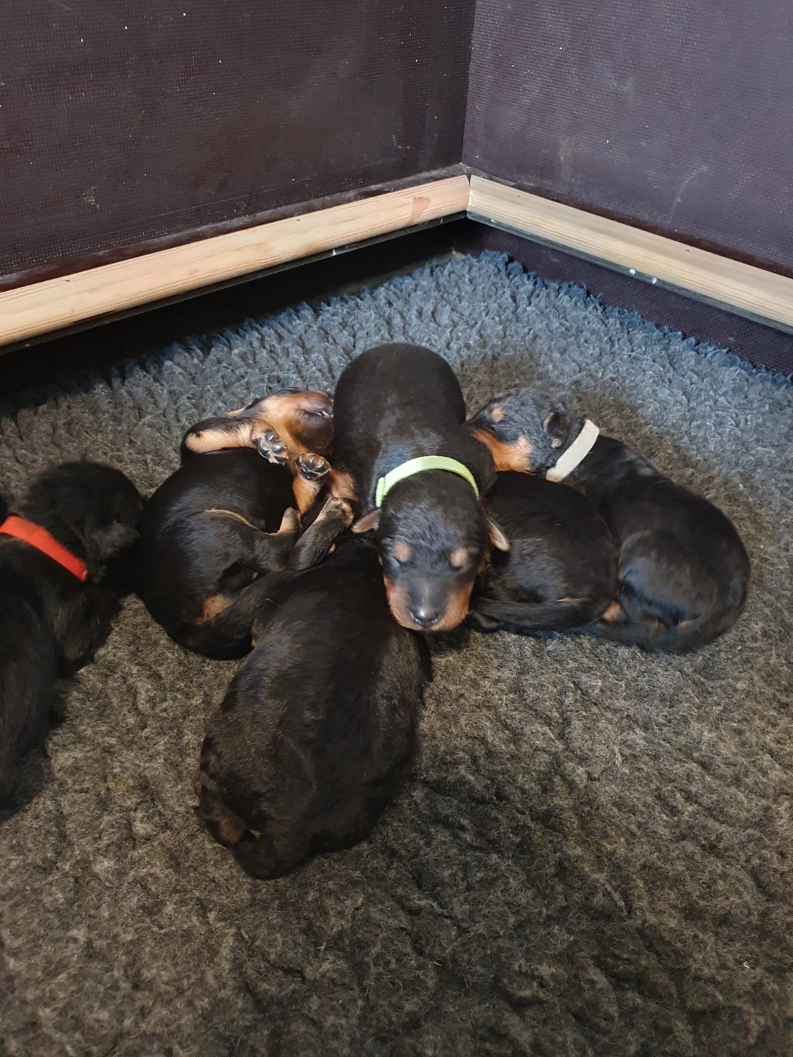 Züchter in VDH - Airedale Terrier vom Lorbas - welpen