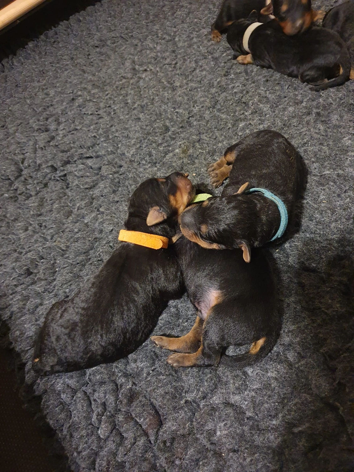 Züchter in VDH - Airedale Terrier vom Lorbas - welpen