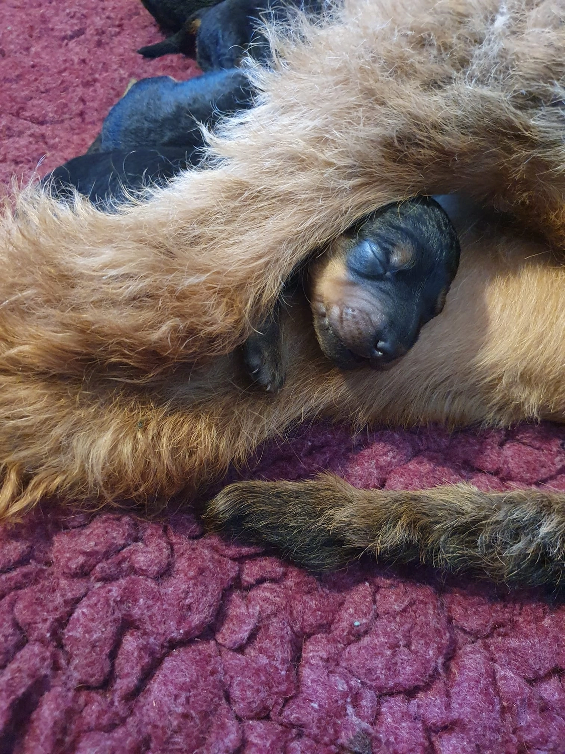 Züchter in VDH - Airedale Terrier vom Lorbas - welpen