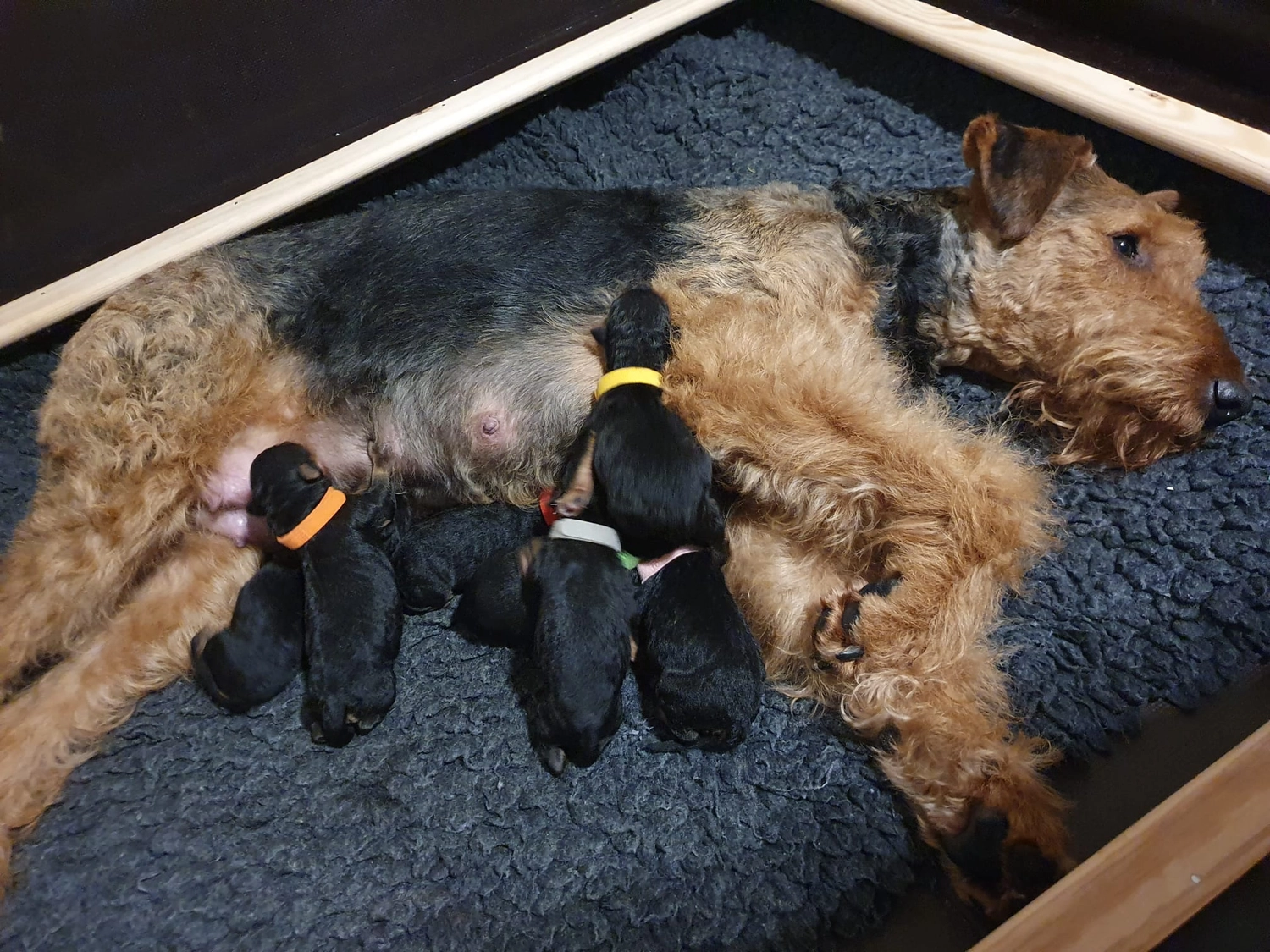 Züchter in VDH - Airedale Terrier vom Lorbas - welpen