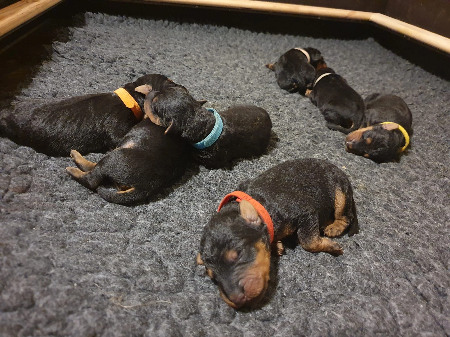 Züchter in VDH - Airedale Terrier vom Lorbas - welpen