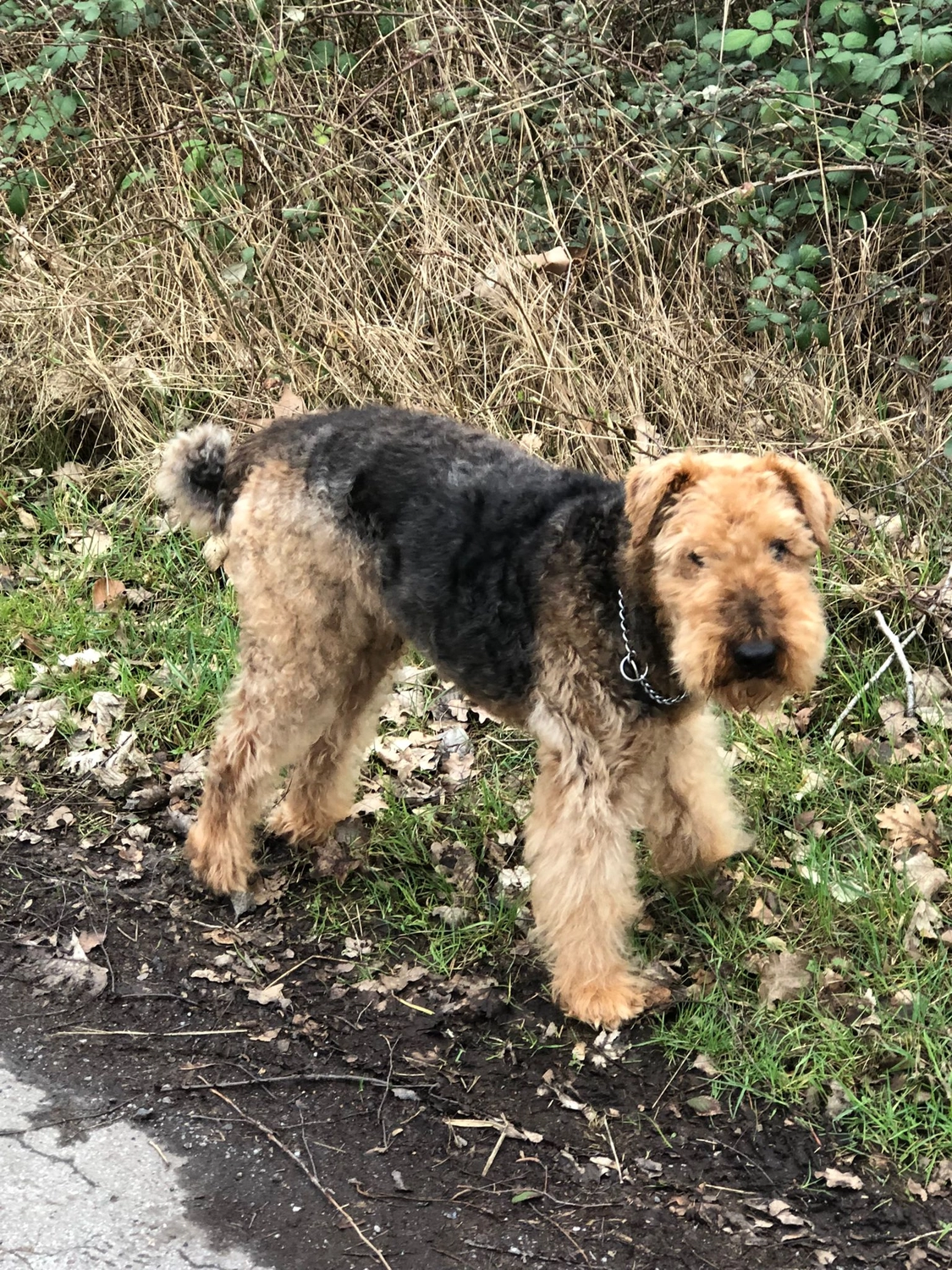 Züchter in VDH - Airedale Terrier vom Lorbas 