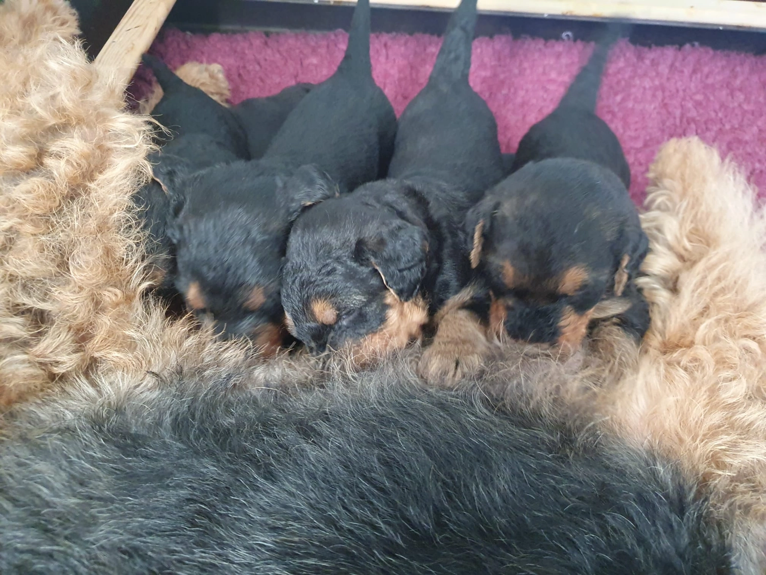 Züchter in VDH - Airedale Terrier vom Lorbas - welpen